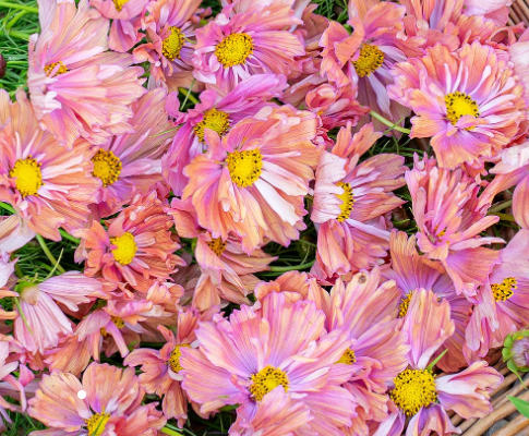 Cultivate Your Perfect Garden Today