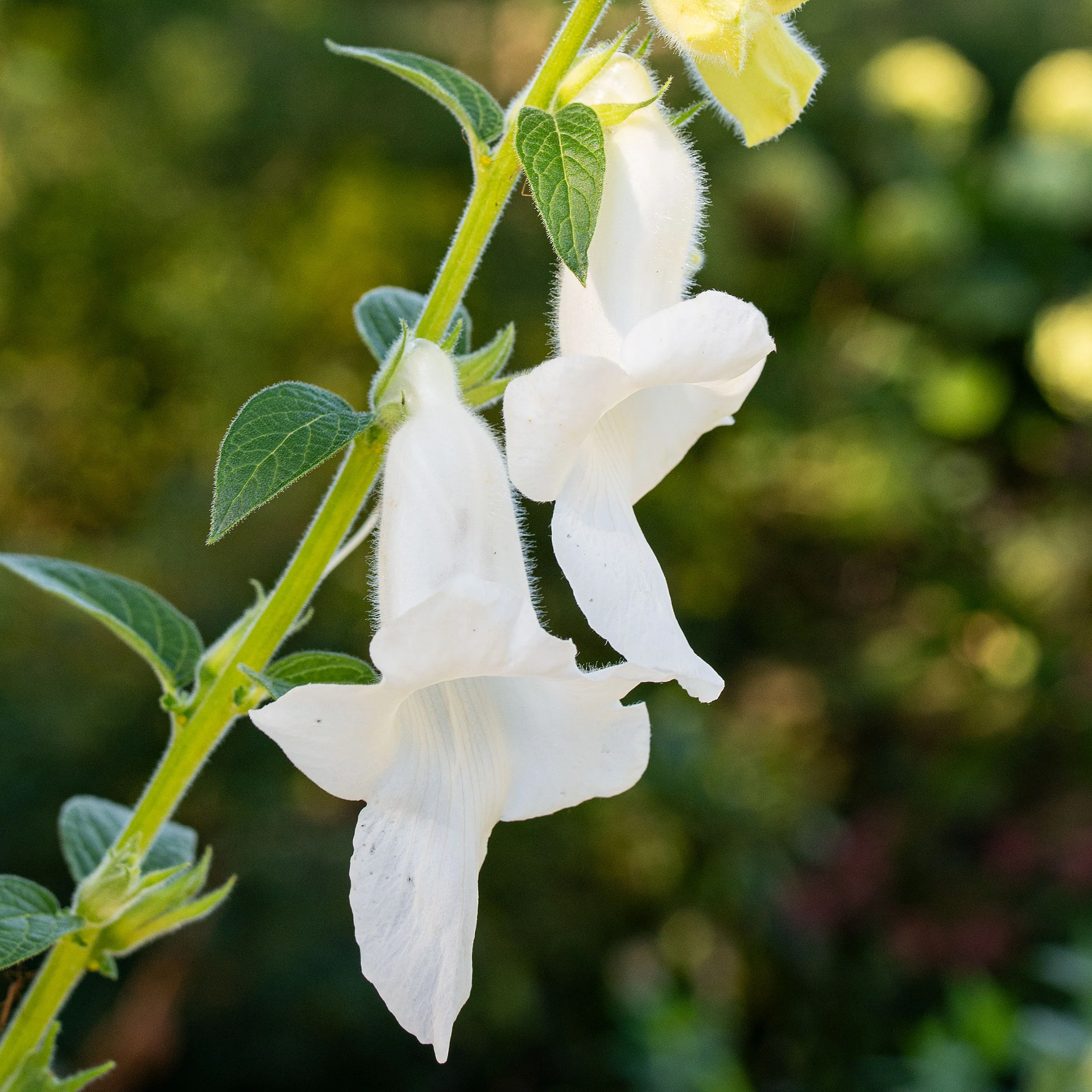 African Foxglove 'White' Organic - Image 2