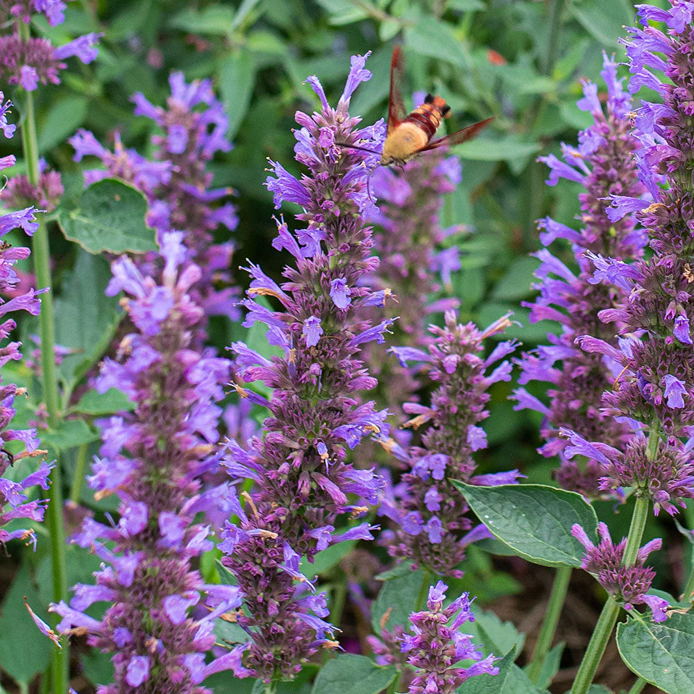 Agastache 'Blue Boa' - S1 - Image 3