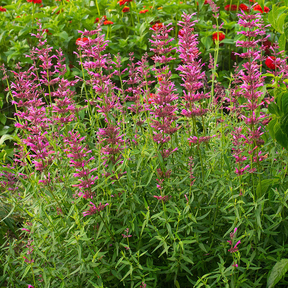 Agastache 'Licorice Candy' - S1 - Image 3