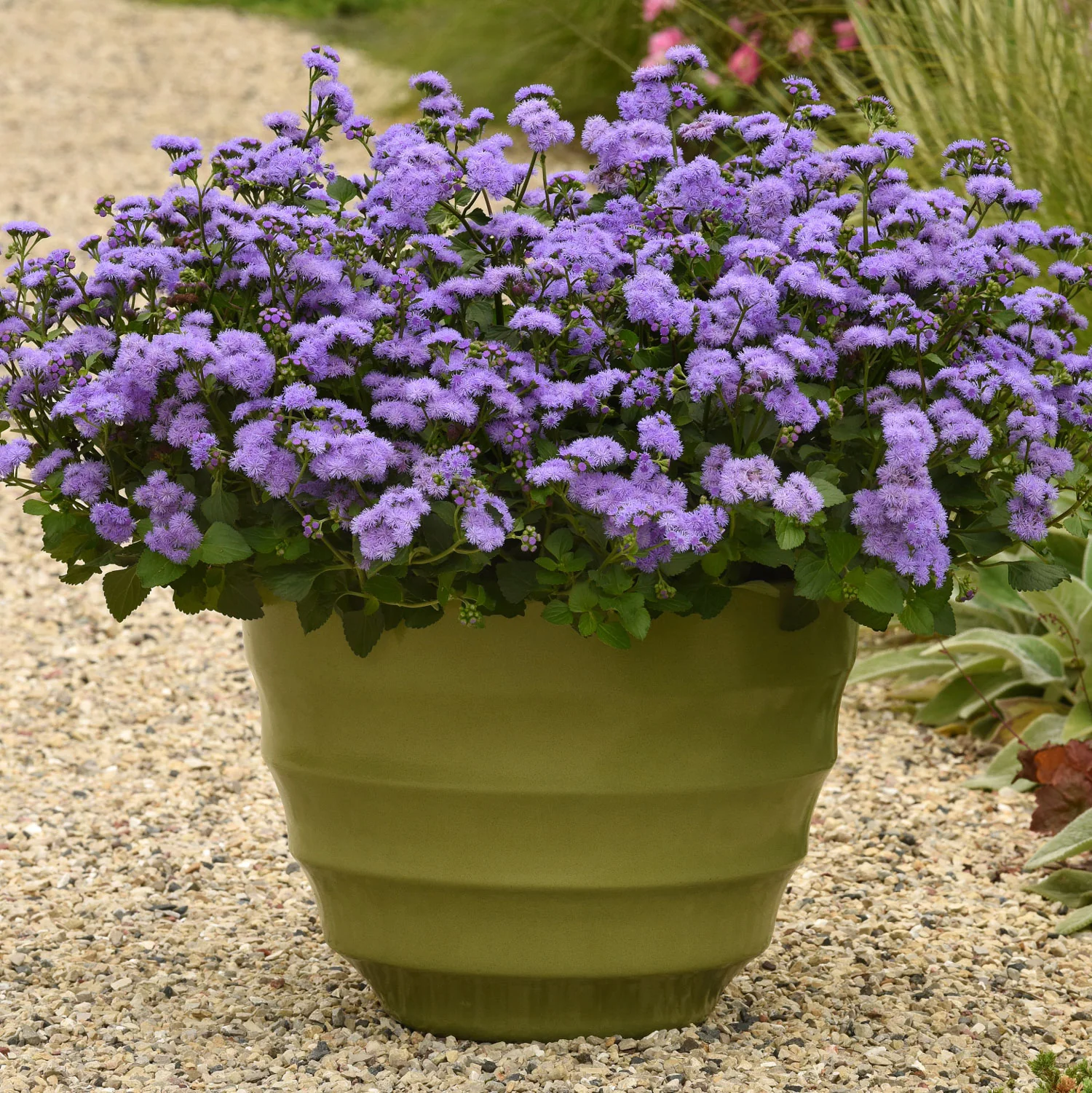 Ageratum 'Monarch Magic' - S1 - Image 3