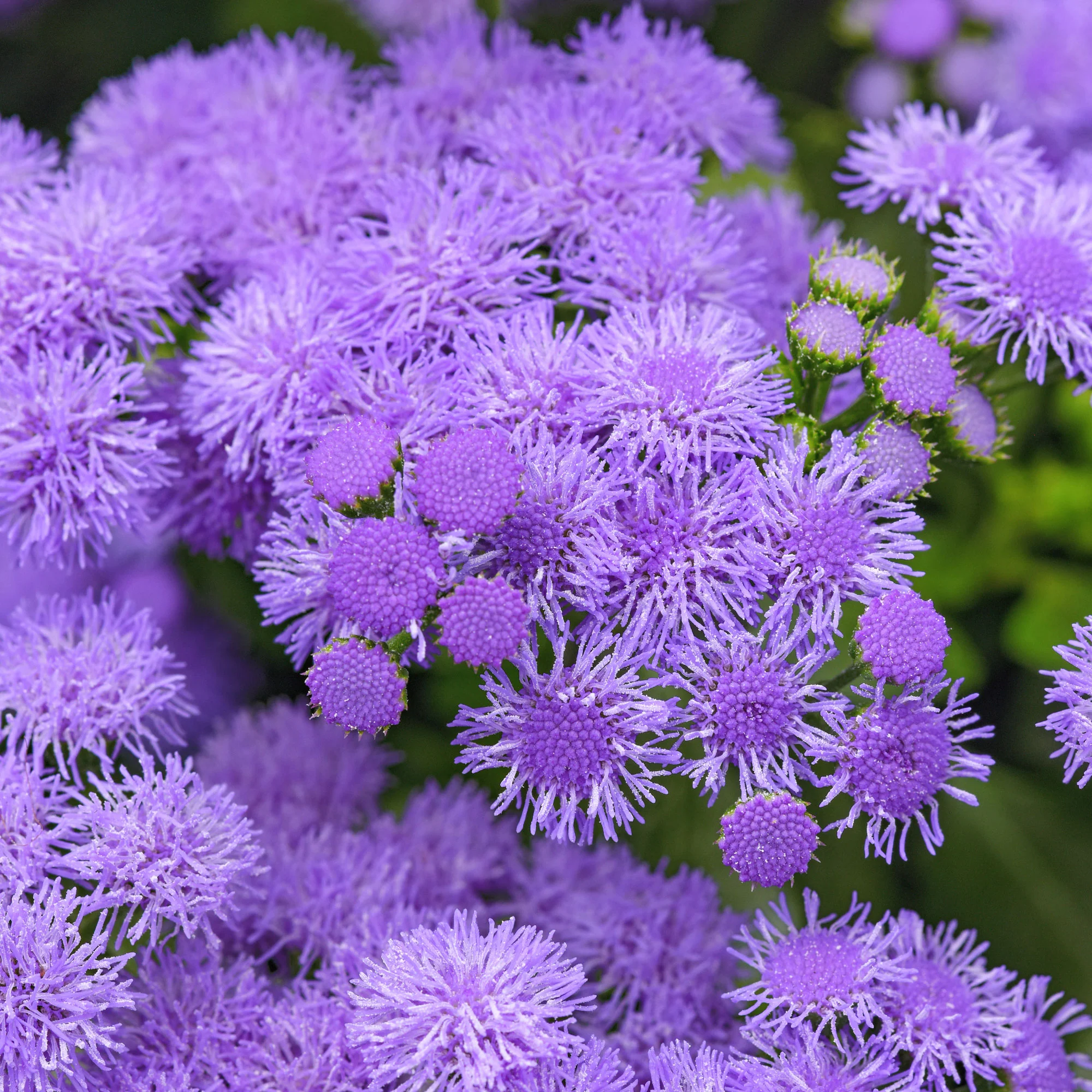 Ageratum 'Monarch Magic' - S1 - Image 4