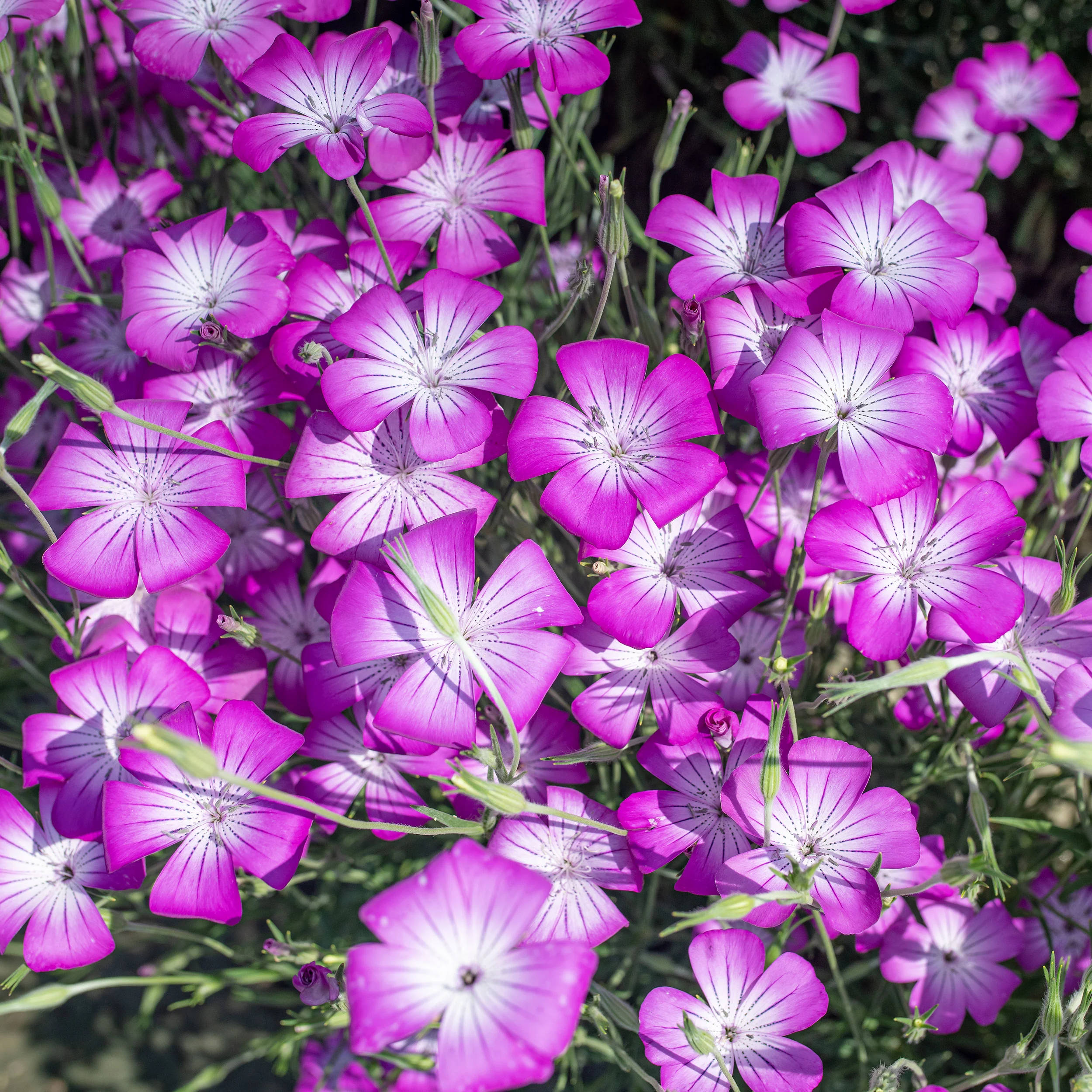 Agrostemma 'Purple Queen' - Image 3