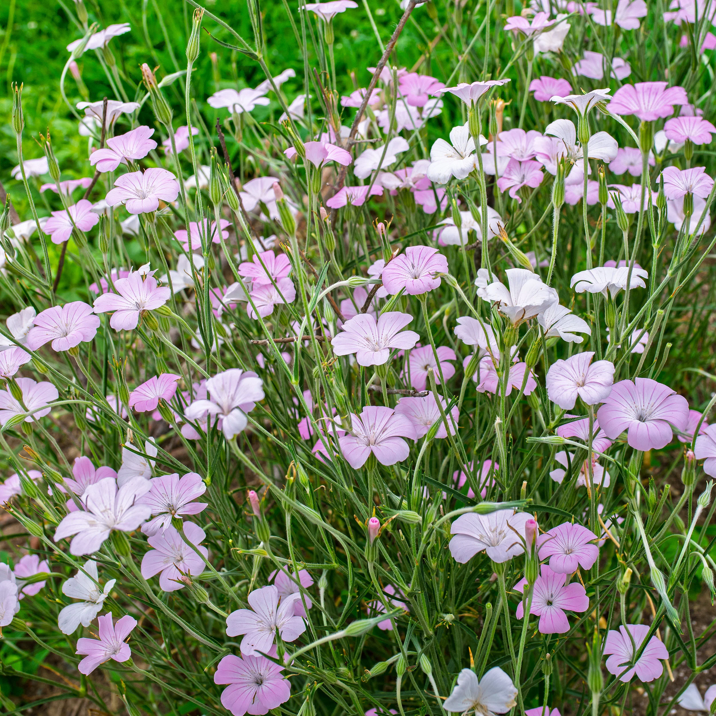 Agrostemma 'Light Rose' - Image 2