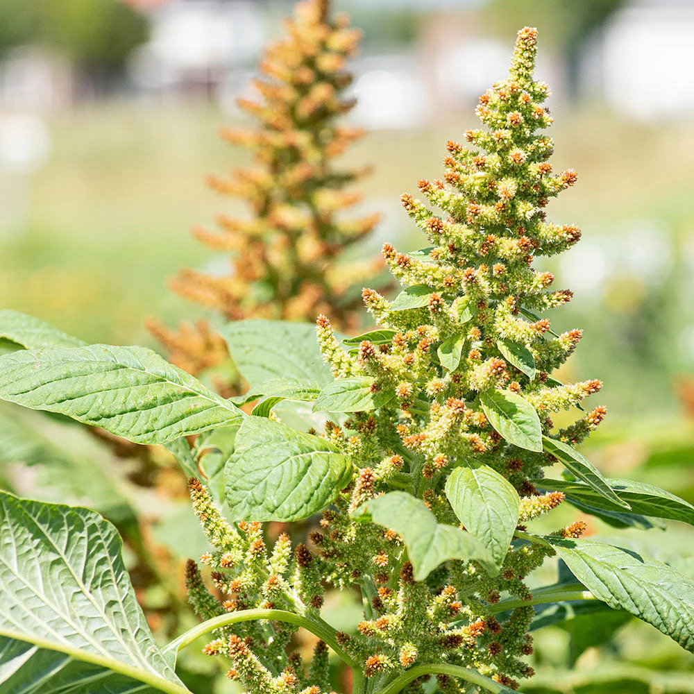 Amaranth 'Autumn's Touch' - Image 3
