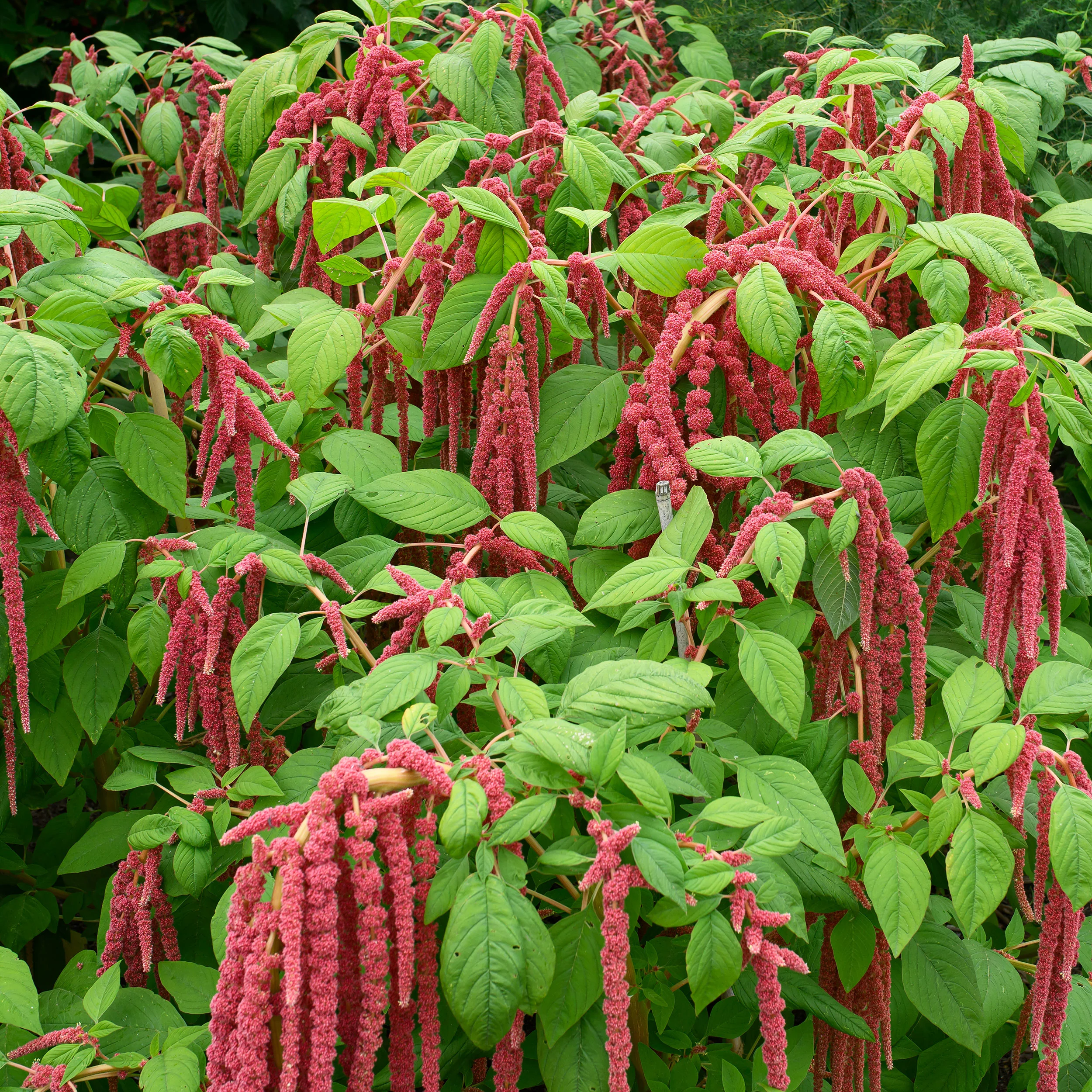 Amaranth 'Coral Fountain' - Image 3