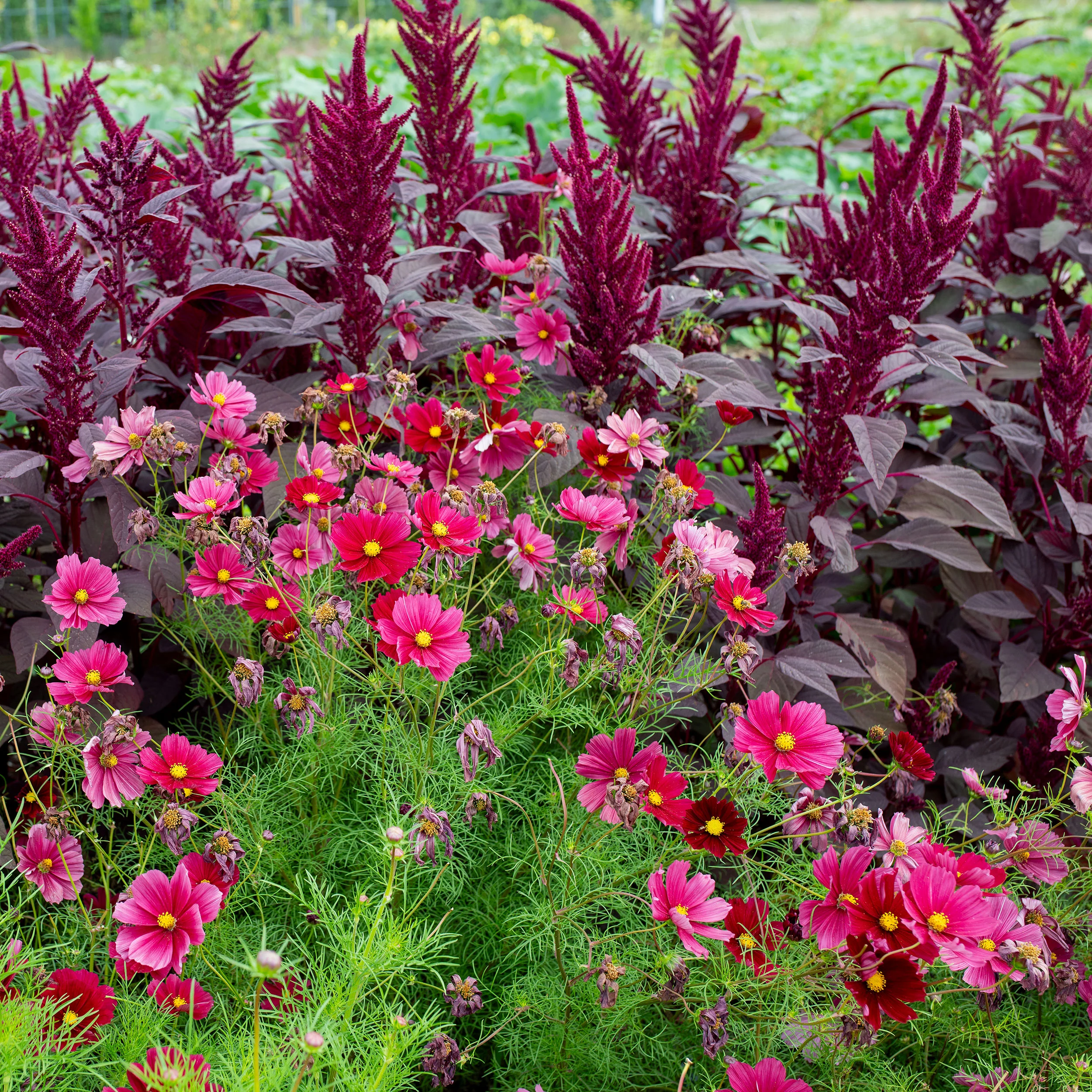 Amaranth 'Velvet Curtains' - Image 2