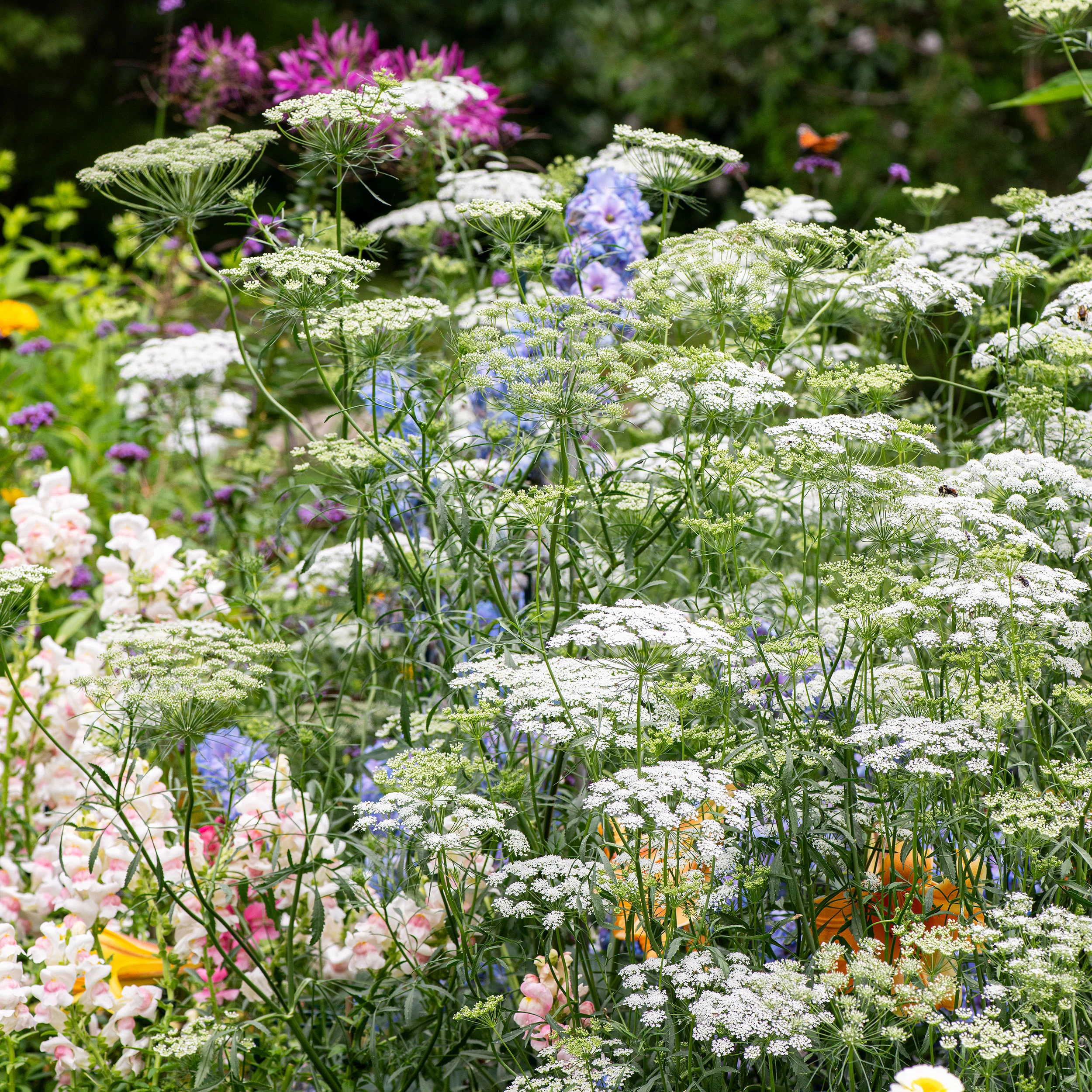 Ammi - Image 3