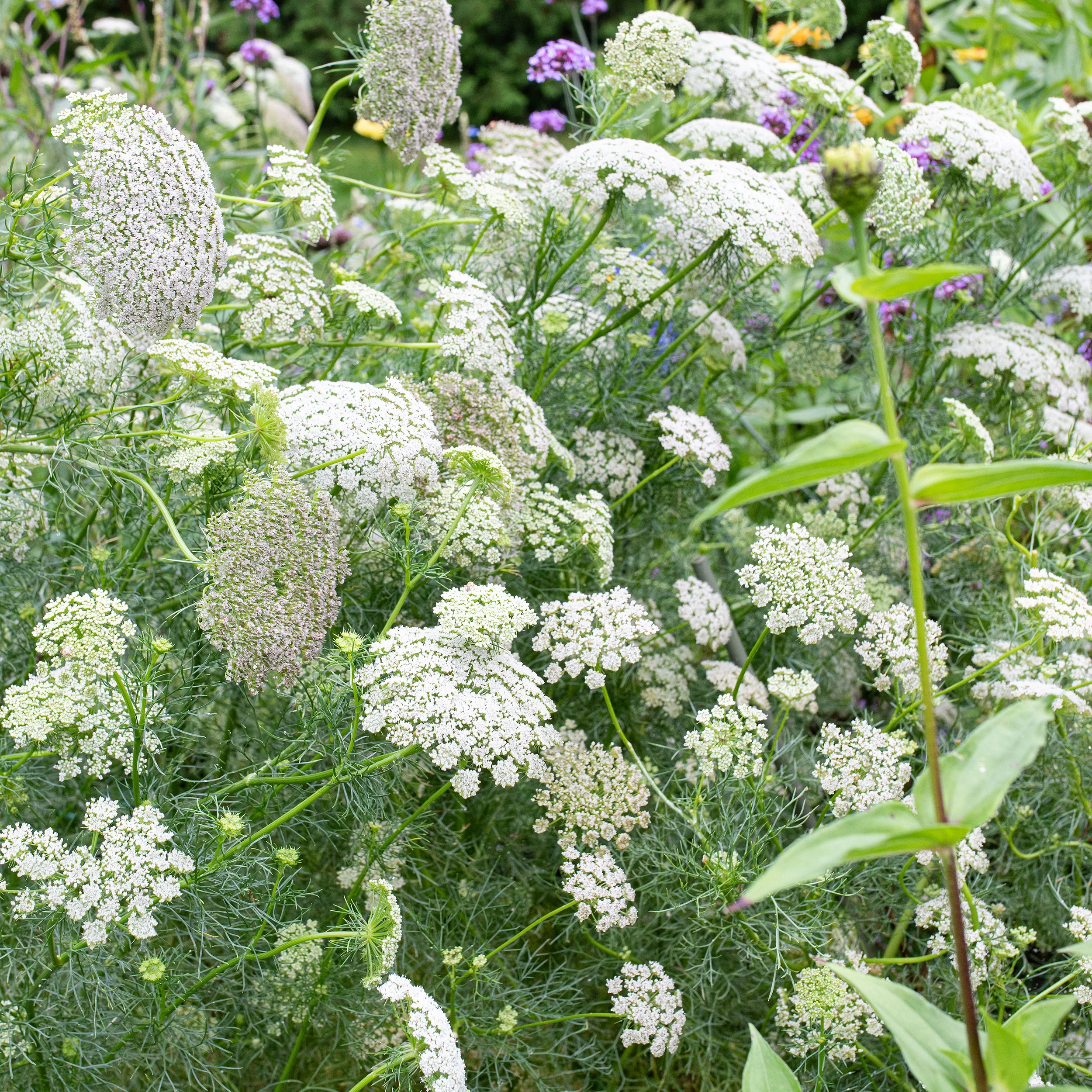 Ammi 'Green Mist' - Image 3