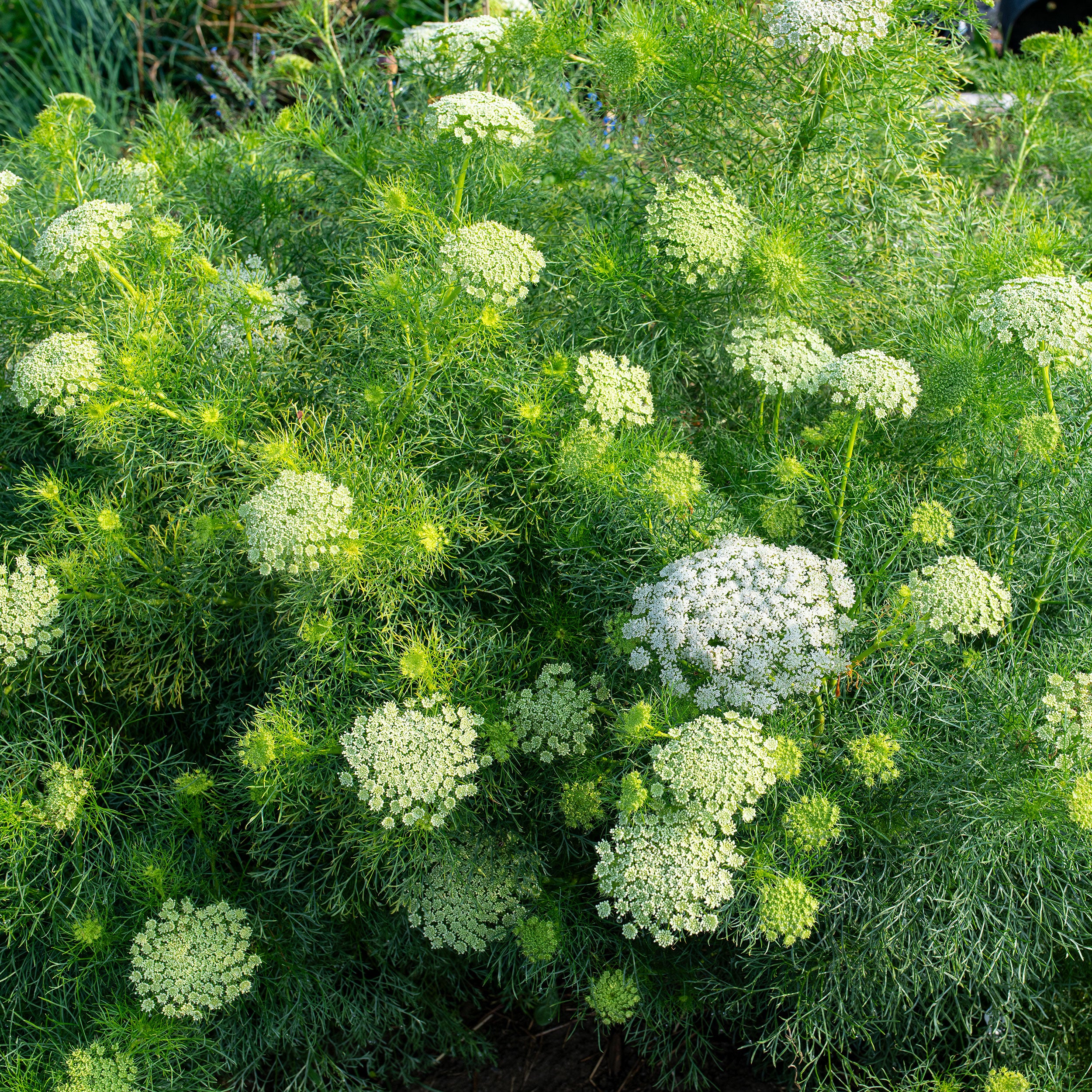Ammi 'Green Mist' - Image 4