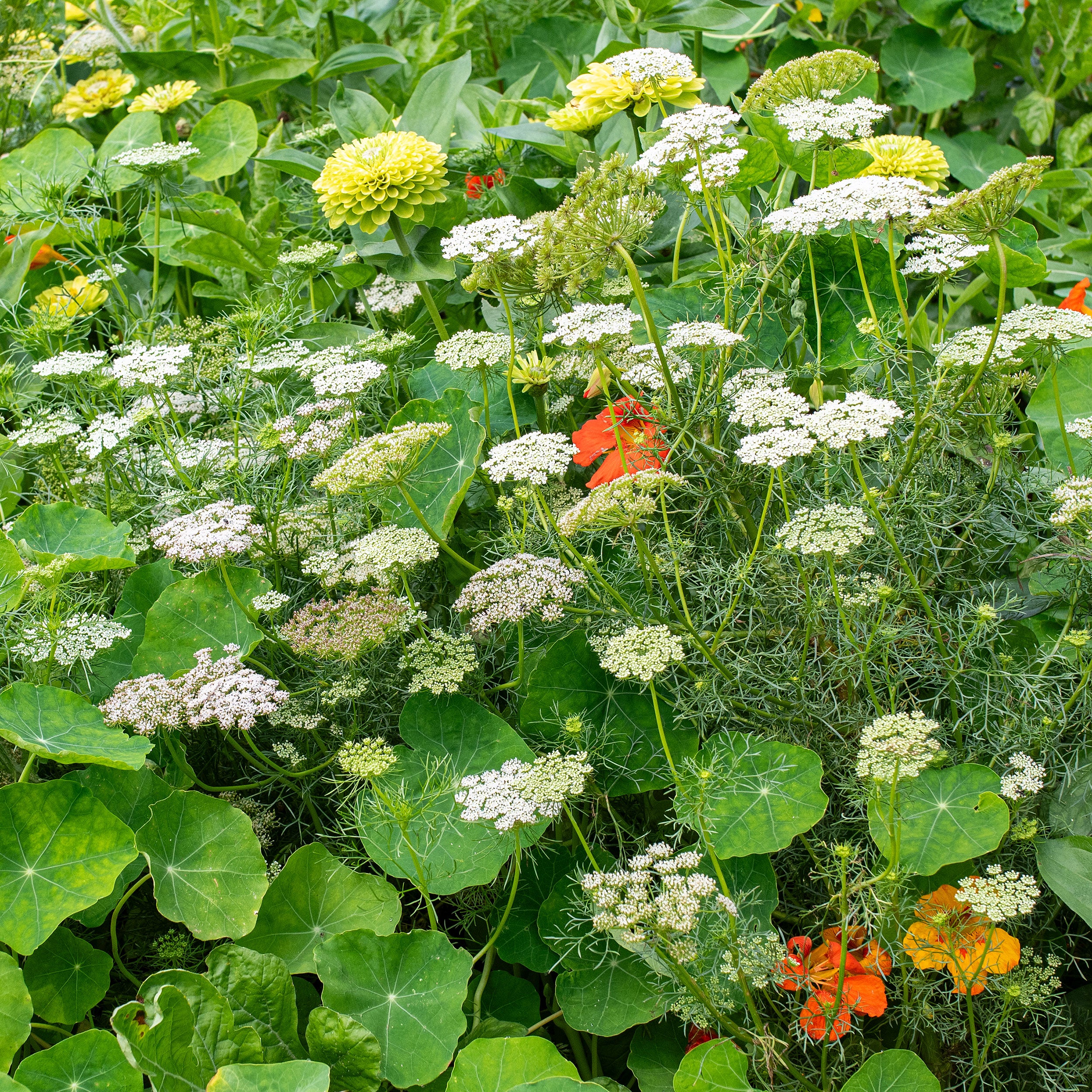 Ammi 'Green Mist' - Image 5