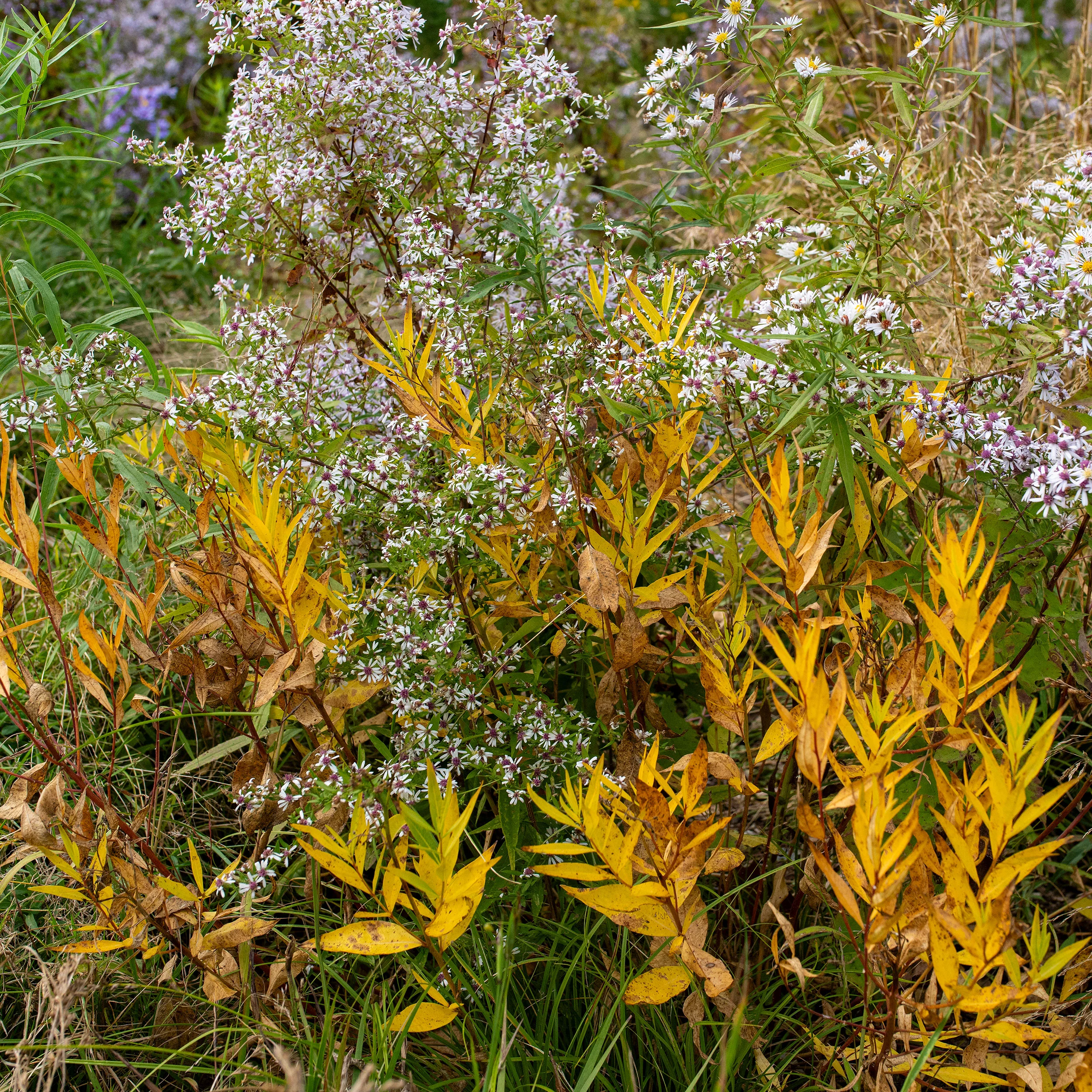 Amsonia 'Blue Ice' - S1 - Image 2