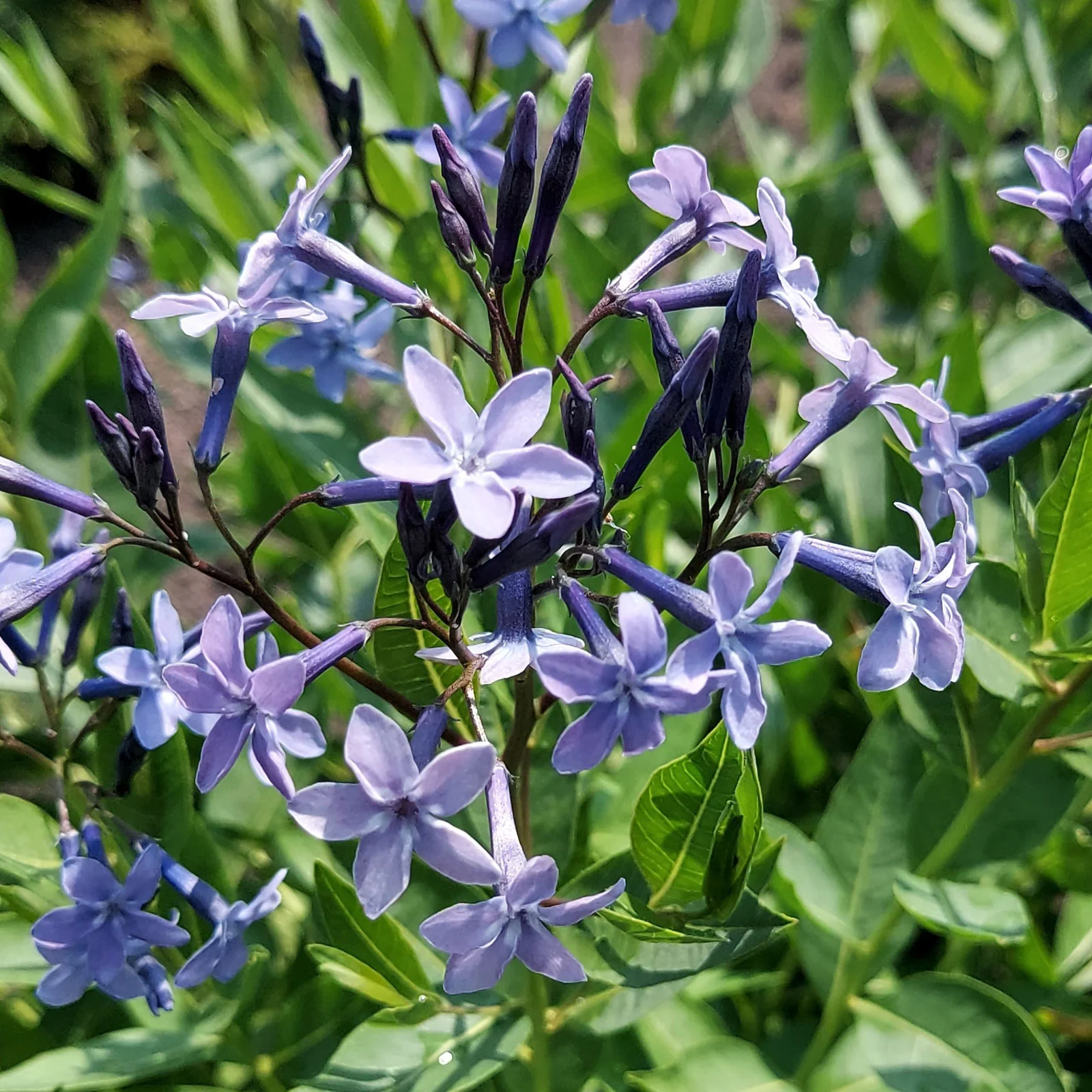 Amsonia 'Blue Ice' - S1 - Image 3