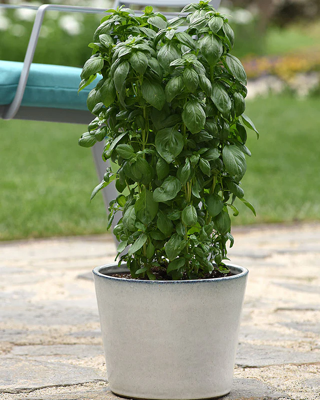 Basil 'Everleaf™ Emerald Towers' - Image 2