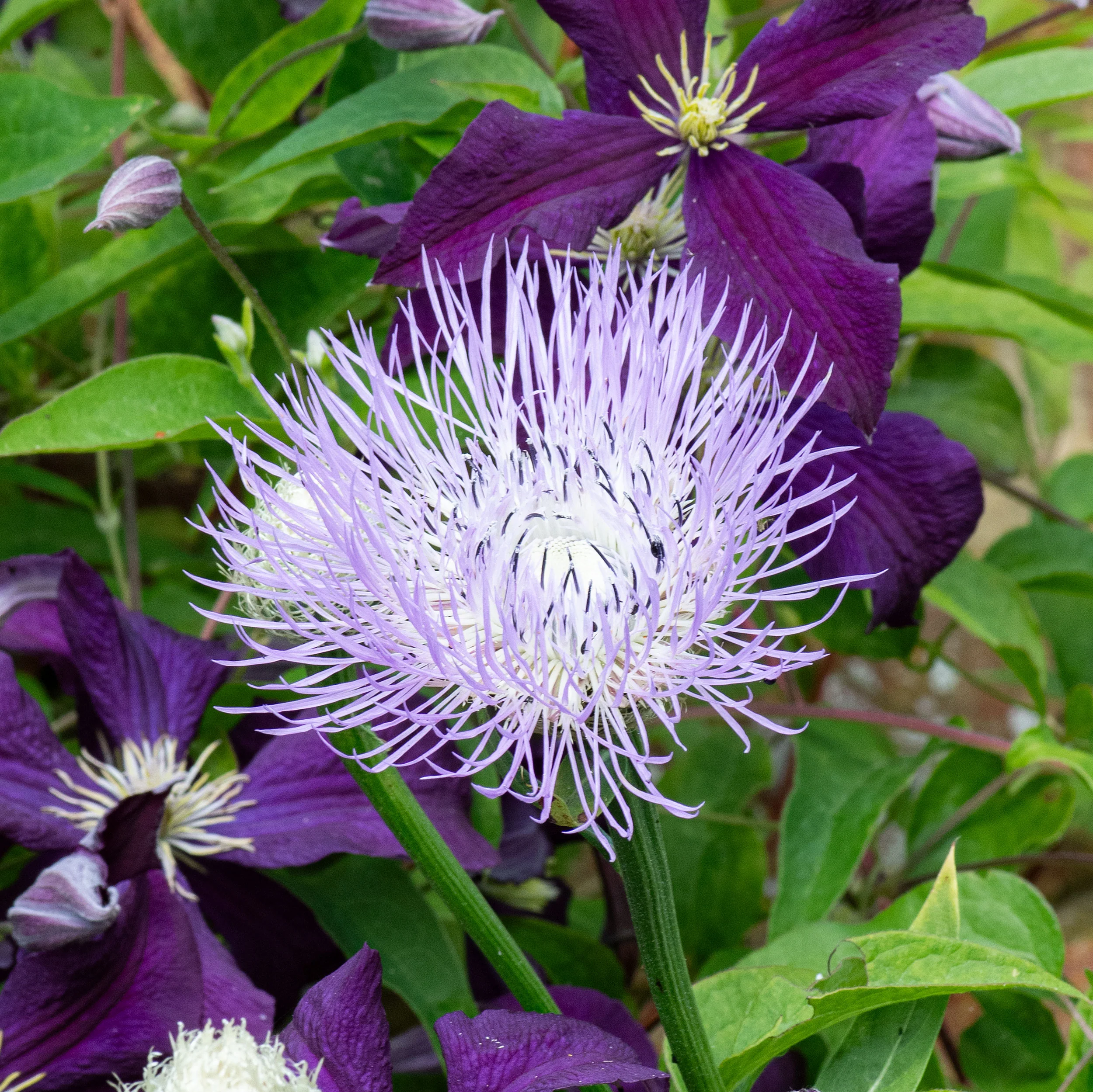 Basket Flower - Image 2