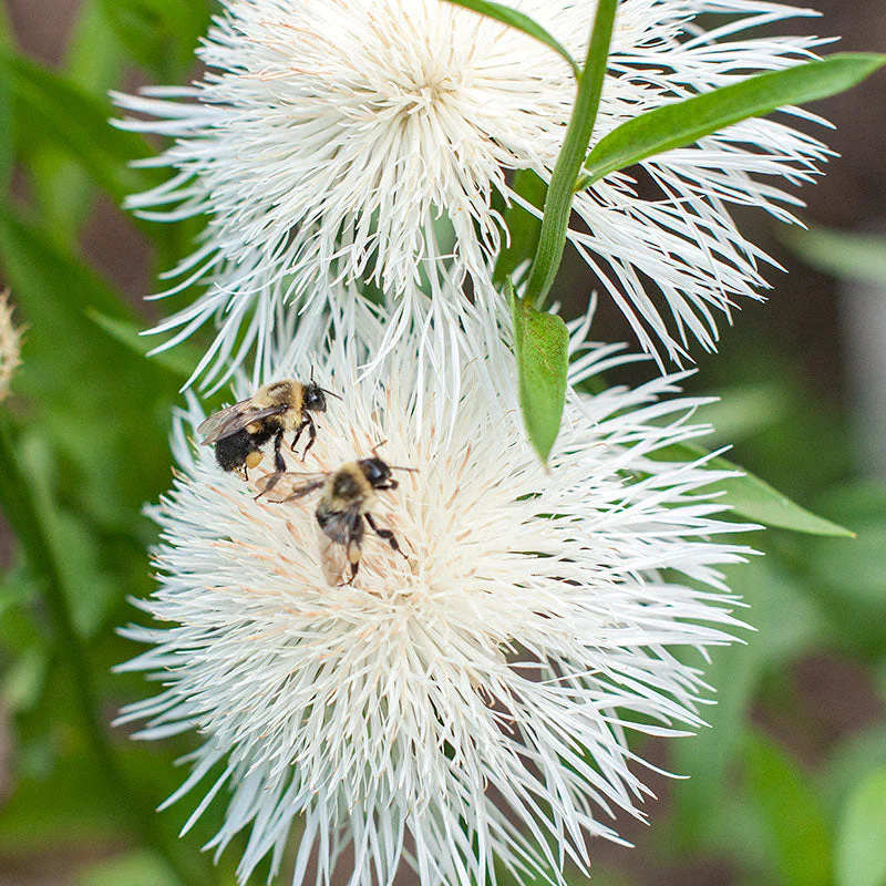 Basket Flower - White - Image 2