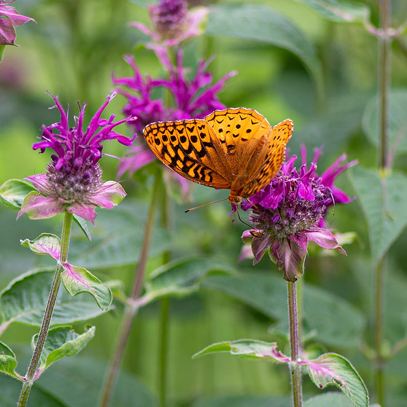 Bee Balm 'Purple Rooster' - S1 - Image 2