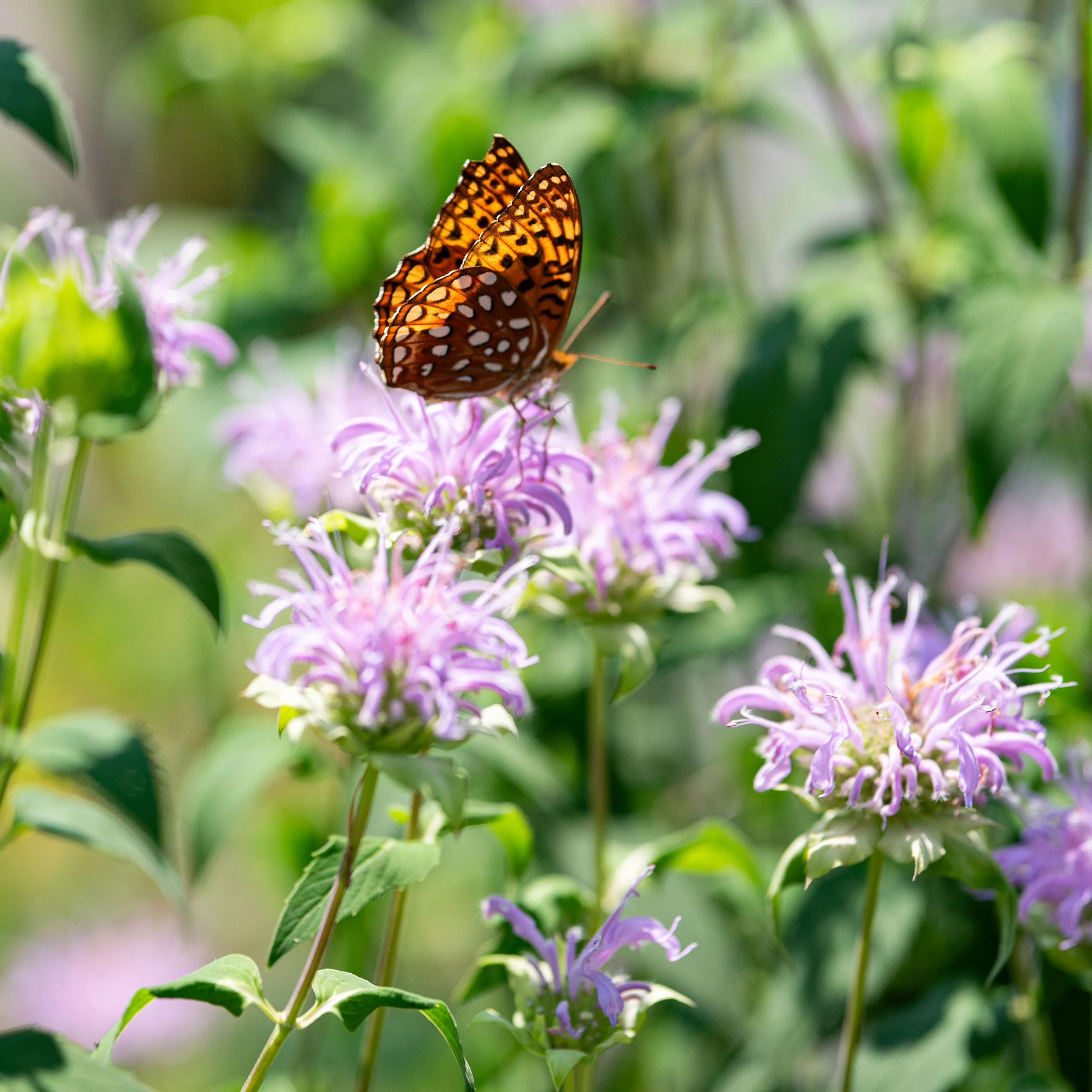 Bee Balm - Wild Bergamot - Image 2