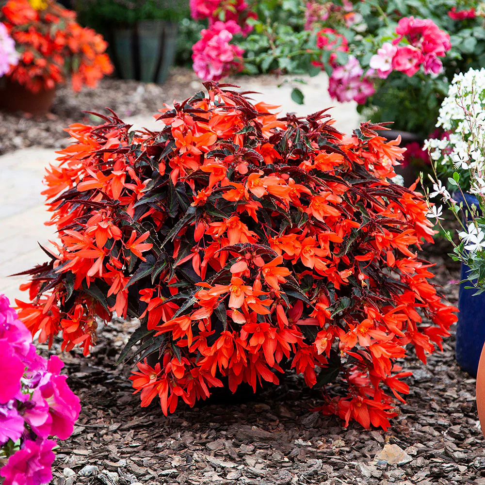 Begonia Bossa Nova™ 'Night Fever Papaya' - S1 - Image 2