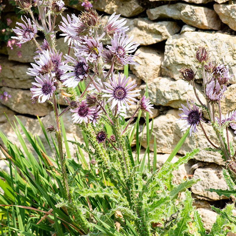 Berkheya 'Zulu Warrior' - Image 2