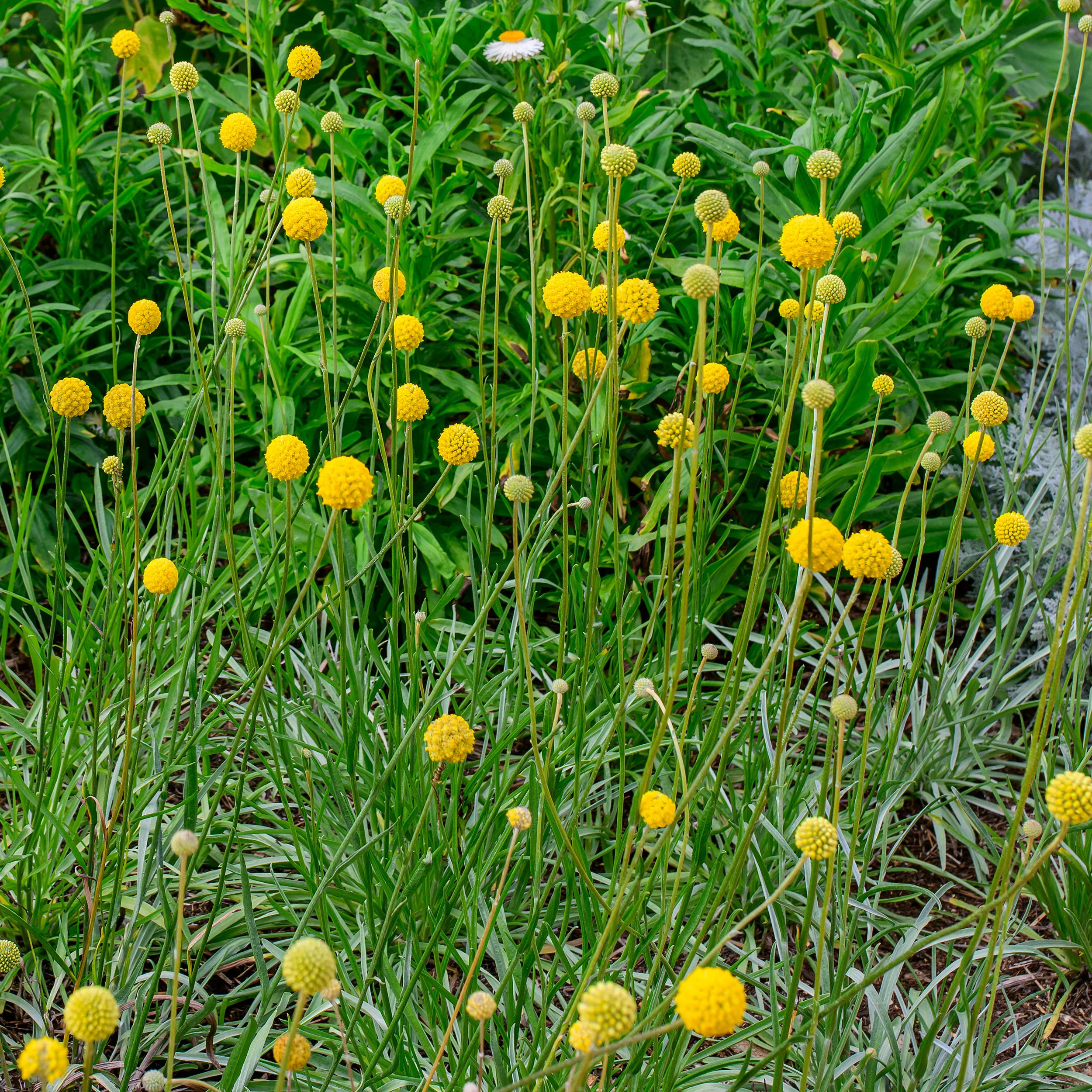 Billy Buttons - Image 2