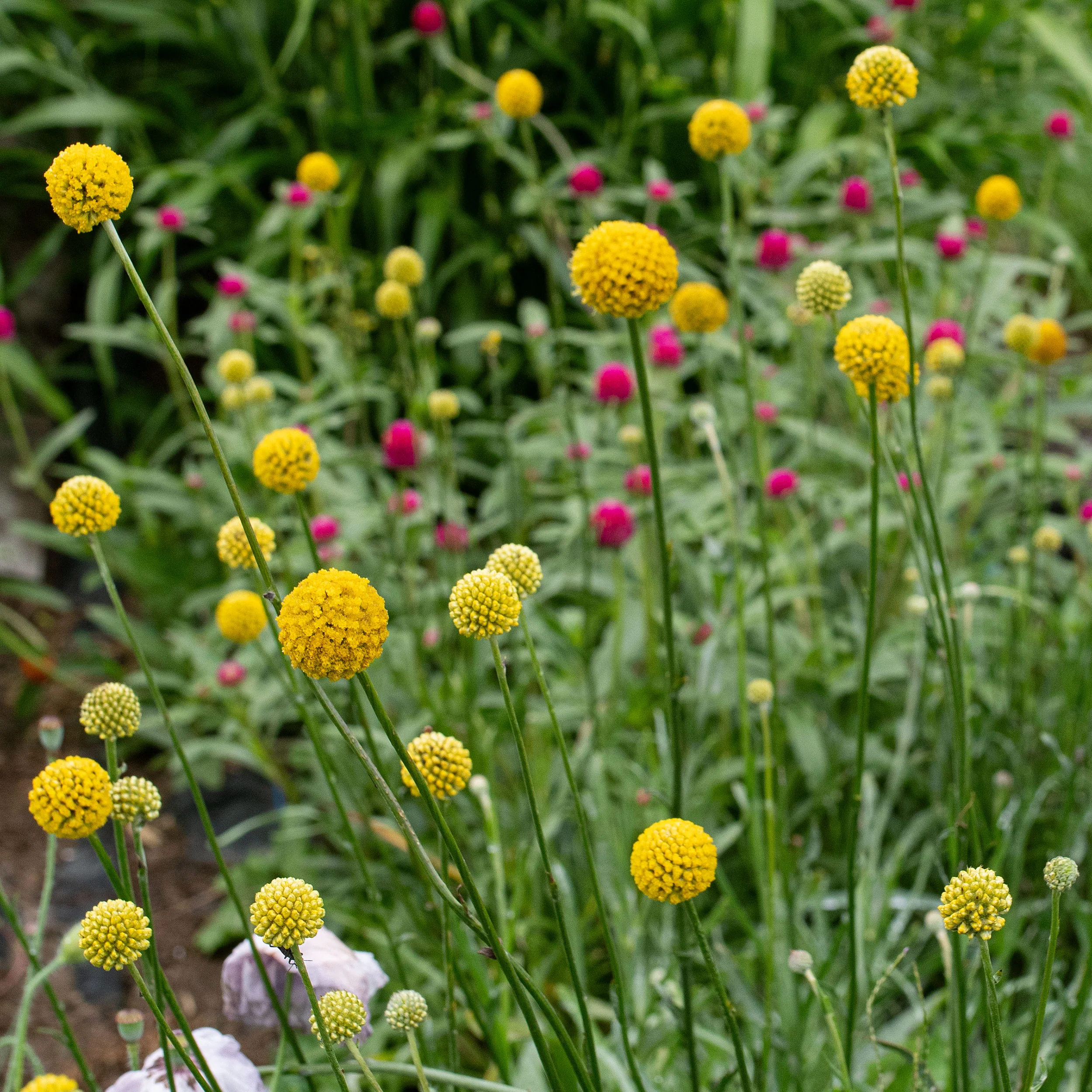 Billy Buttons - Image 3