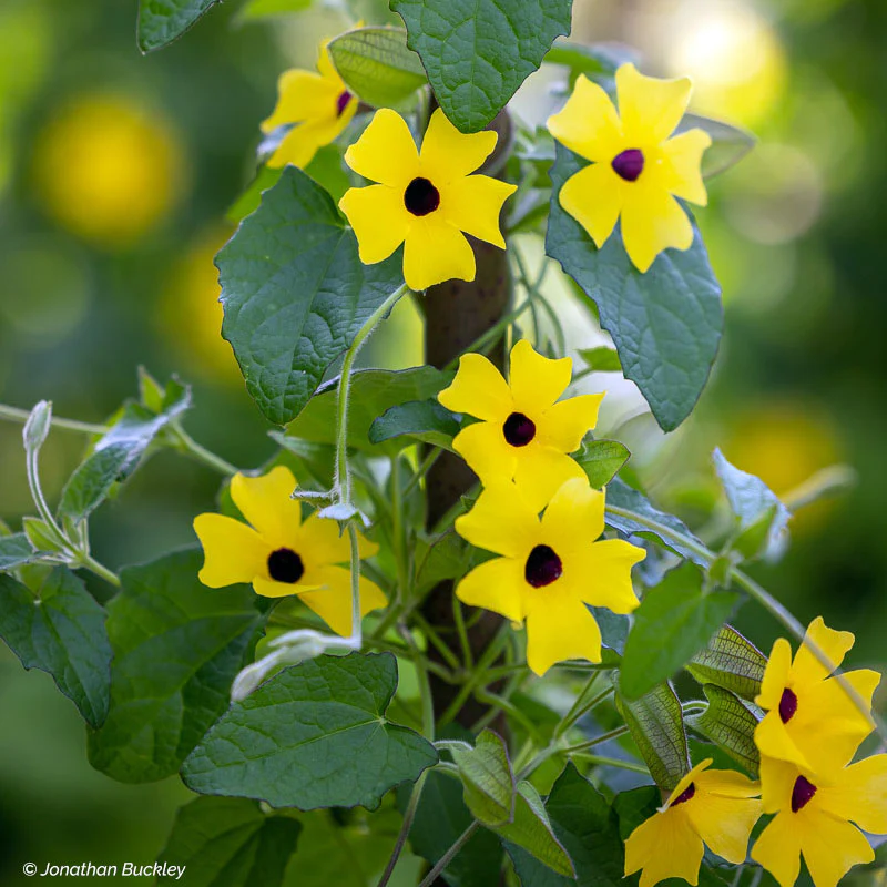 Black-eyed Susan Vine 'Sunny™ Lemon Star' - S1 - Image 2