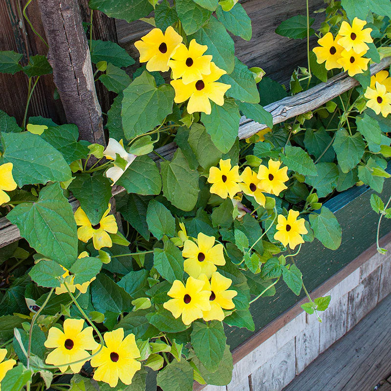 Black-eyed Susan Vine 'Sunny™ Lemon Star' - S1 - Image 3