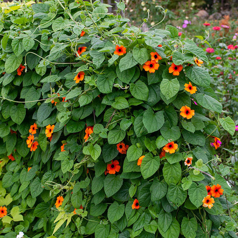 Black-eyed Susan Vine 'Sunny Susy Red Orange' - S1 - Image 2