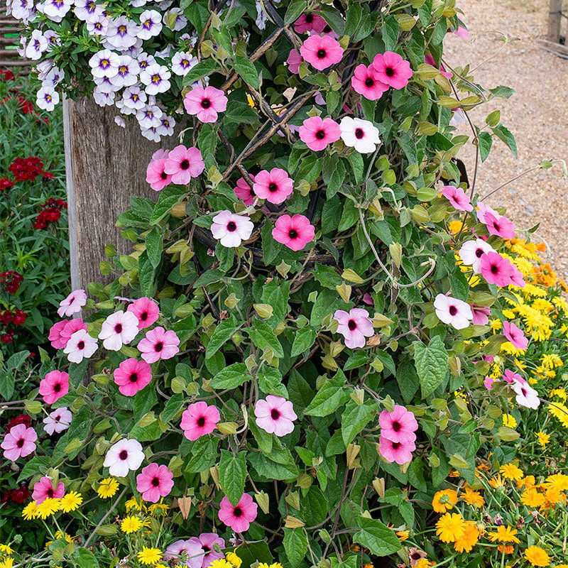 Black-eyed Susan Vine 'Sunny Susy Rose Sensation' - S1 - Image 2