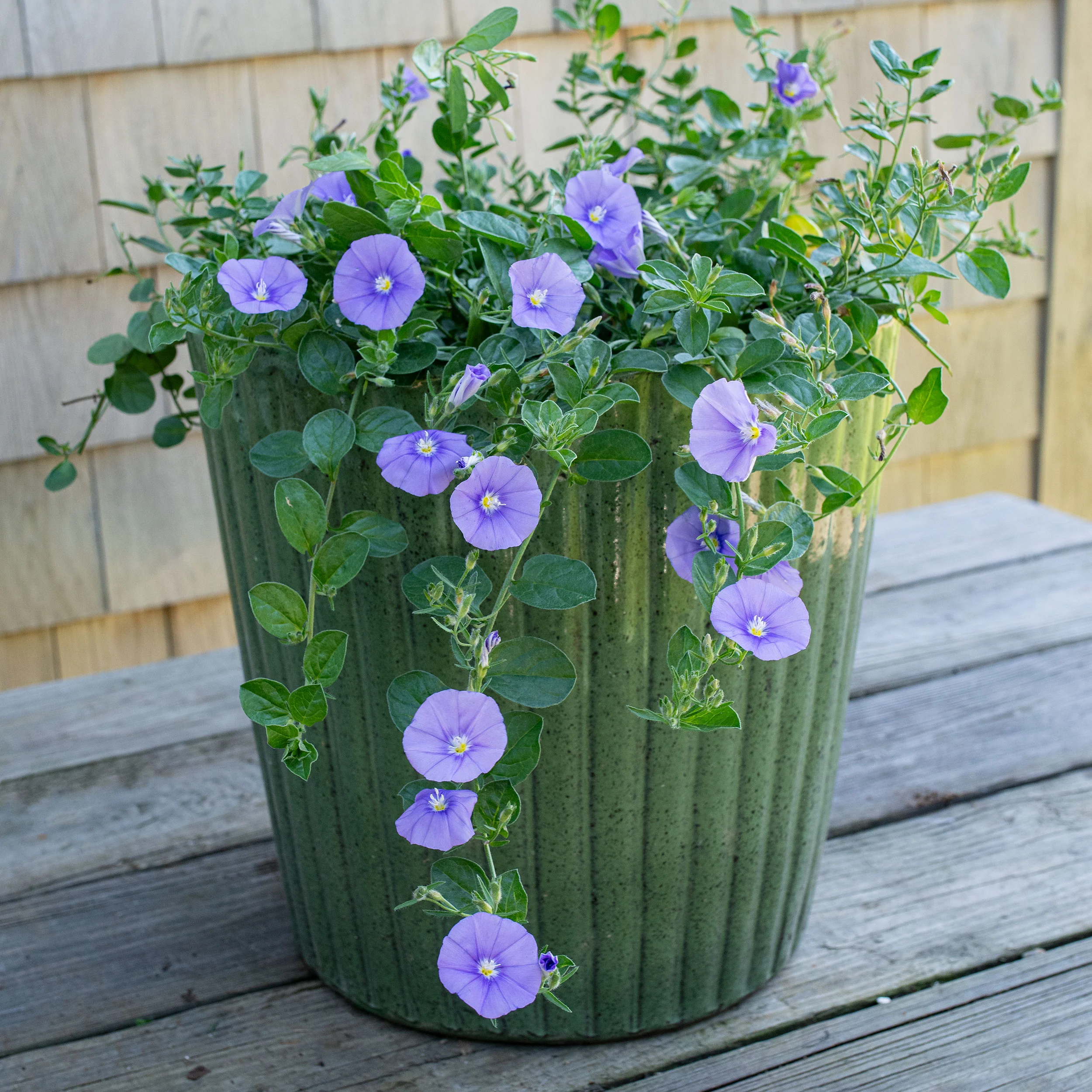 Blue Rock Morning Glory - S1 - Image 2