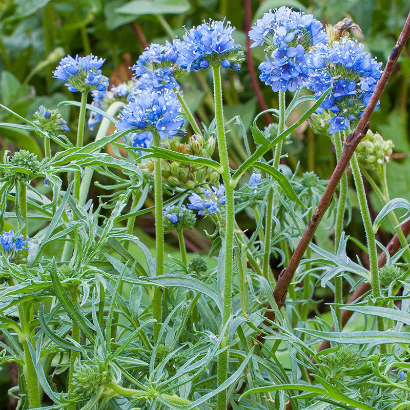 Blue Thimble Flower - Image 2