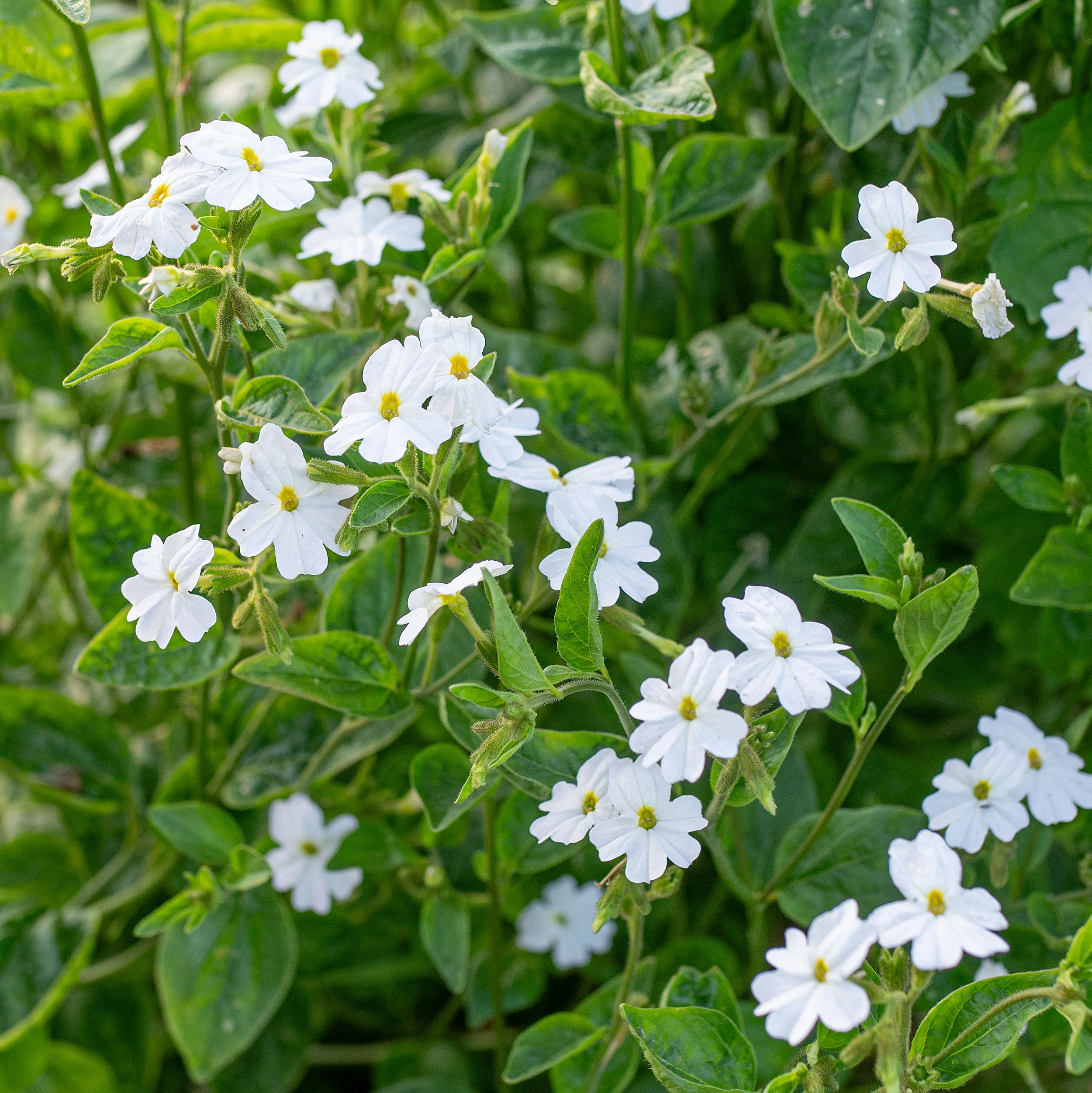 Browallia 'Snow White' - Image 3