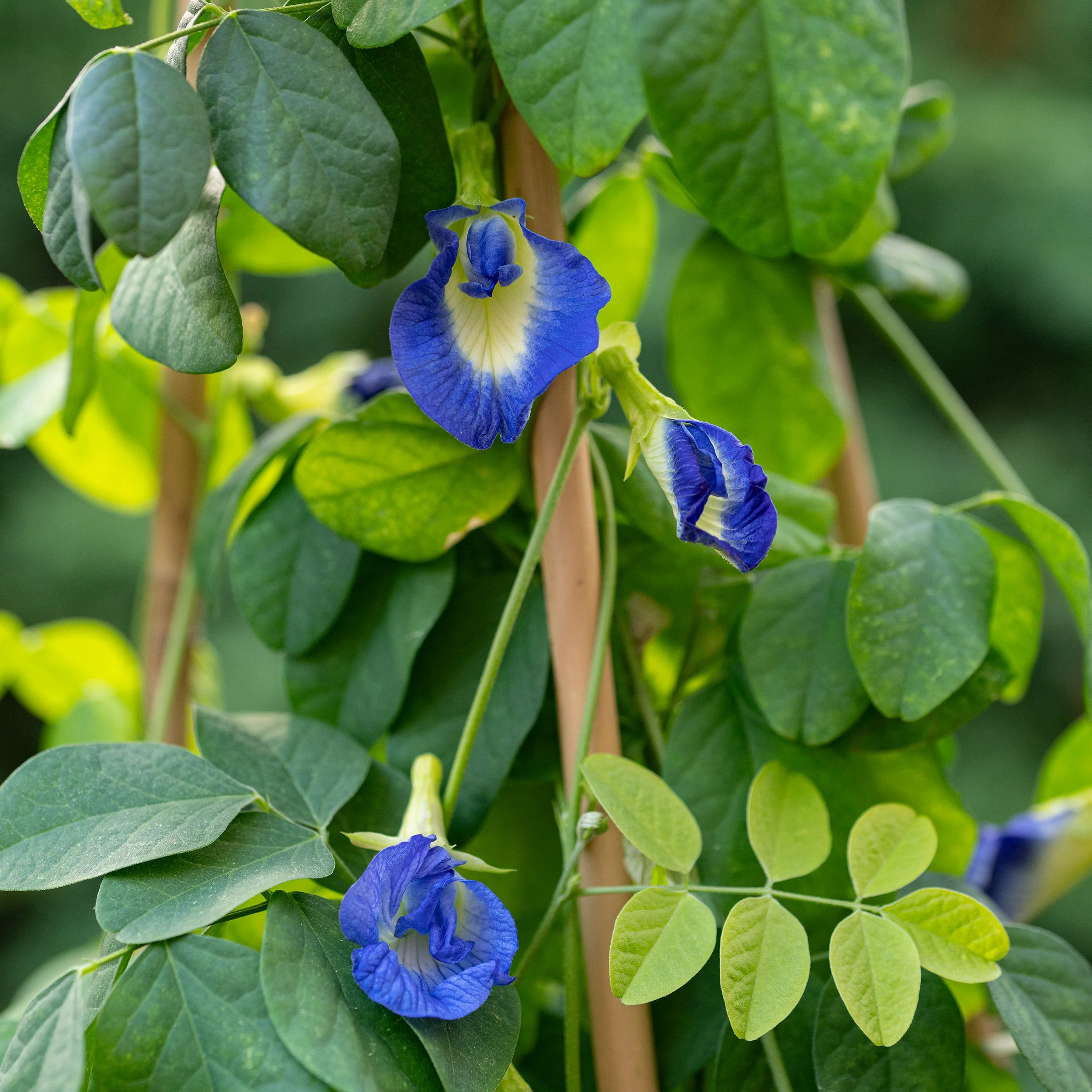 Butterfly Pea Flower - Image 2