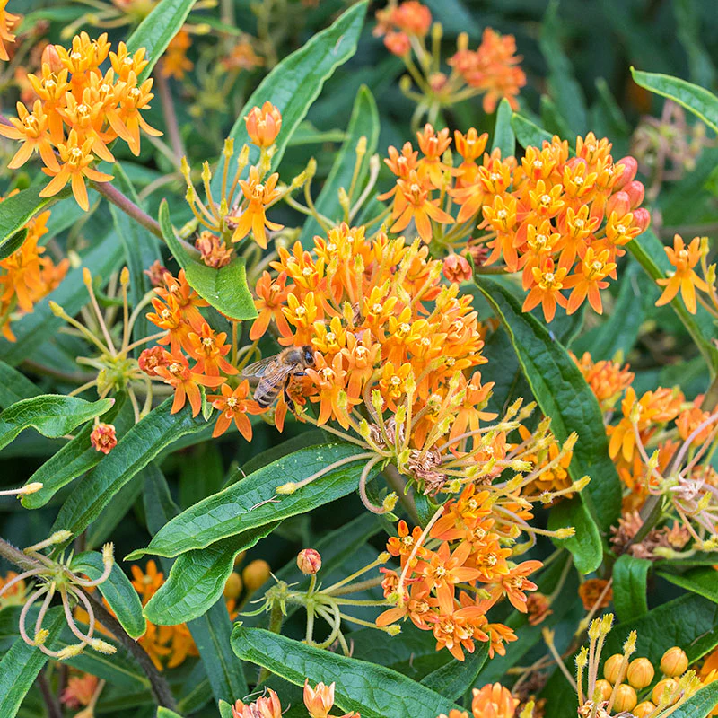 Butterfly Weed - Image 3