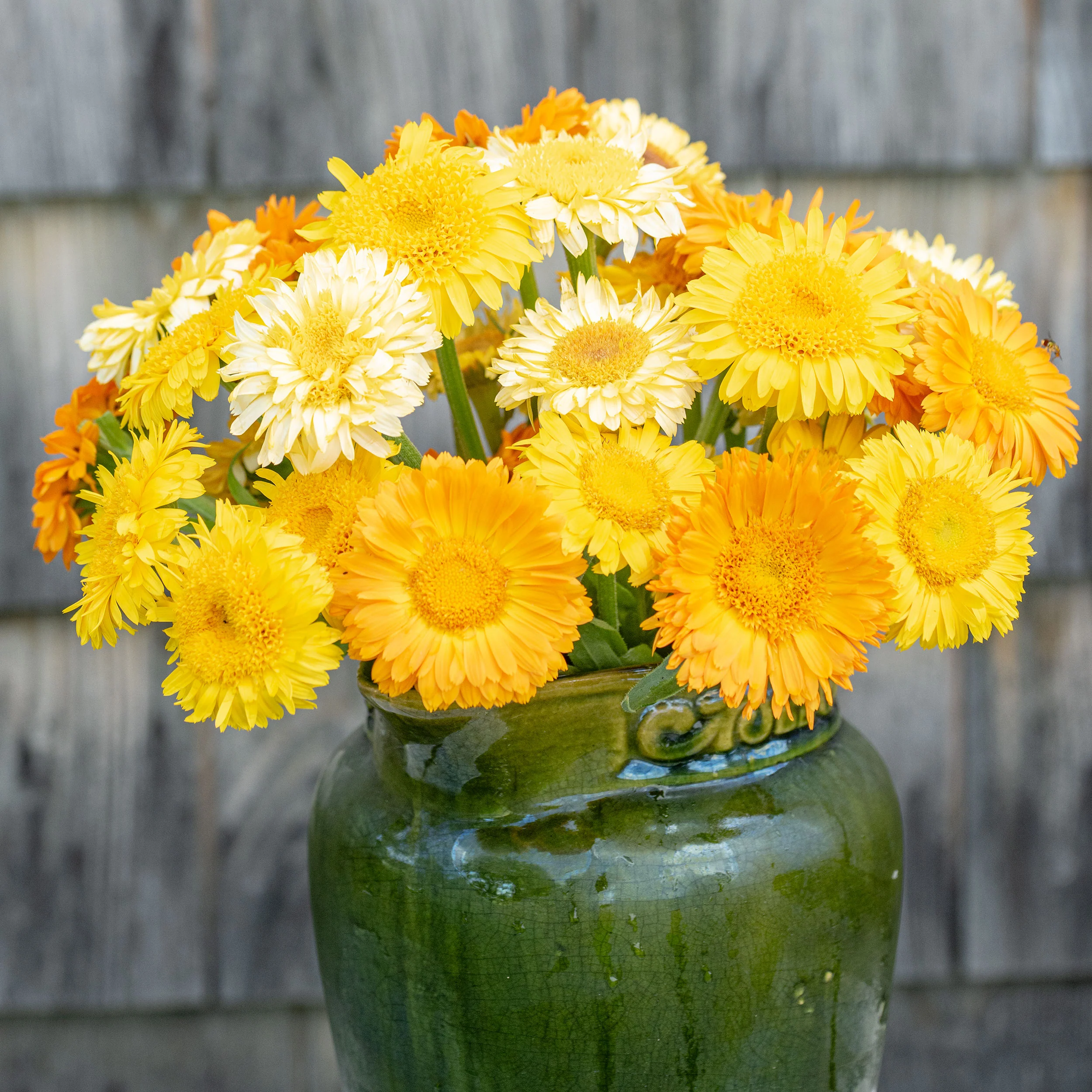 Calendula 'Kinglet Mix' - Image 2