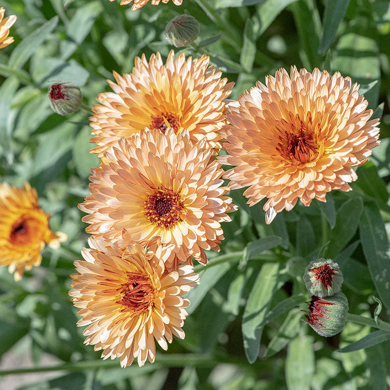 Calendula 'Orange Flash' - Image 2
