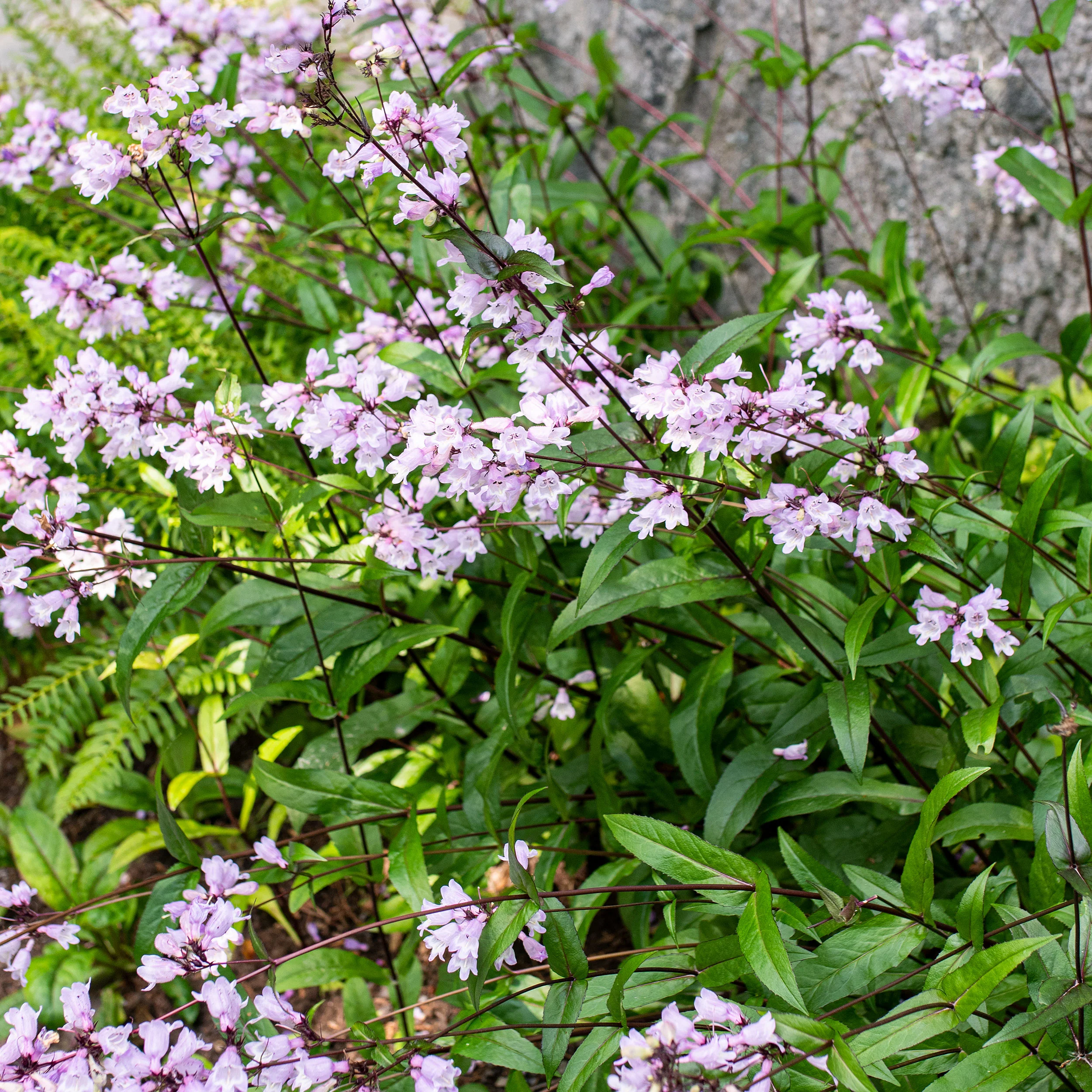 Calico Beardtongue - Image 2