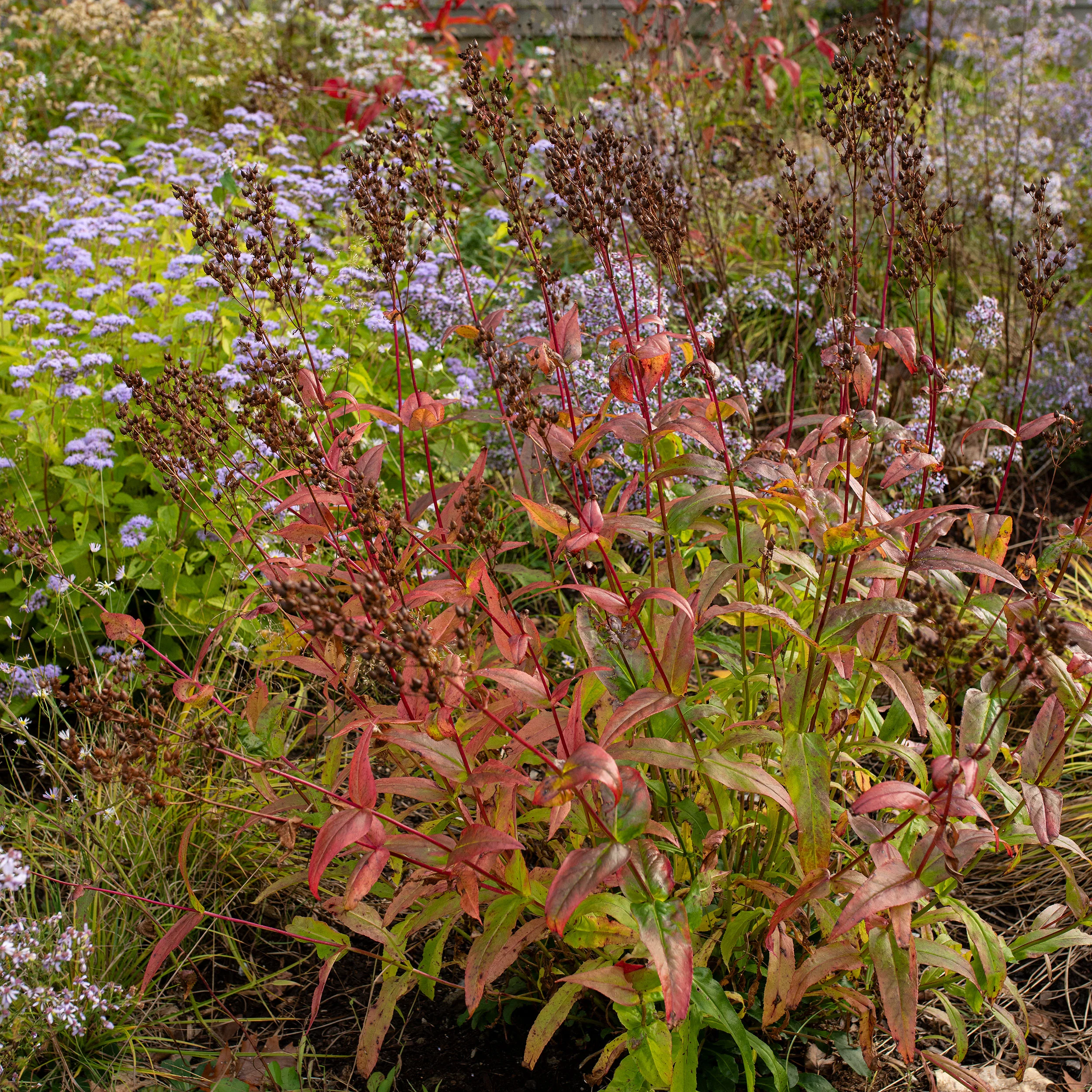 Calico Beardtongue - Image 3