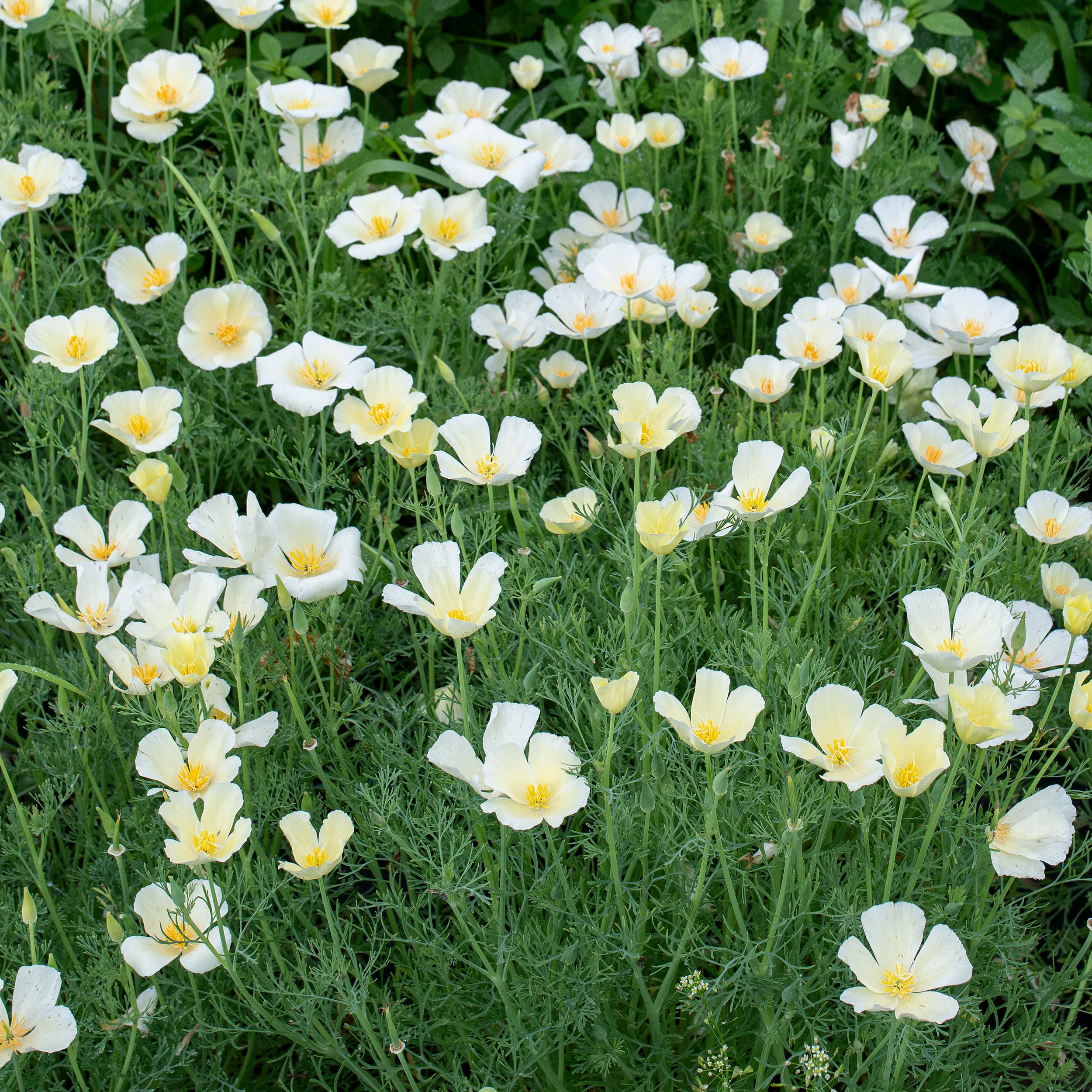 California Poppy 'Alba' - Image 2