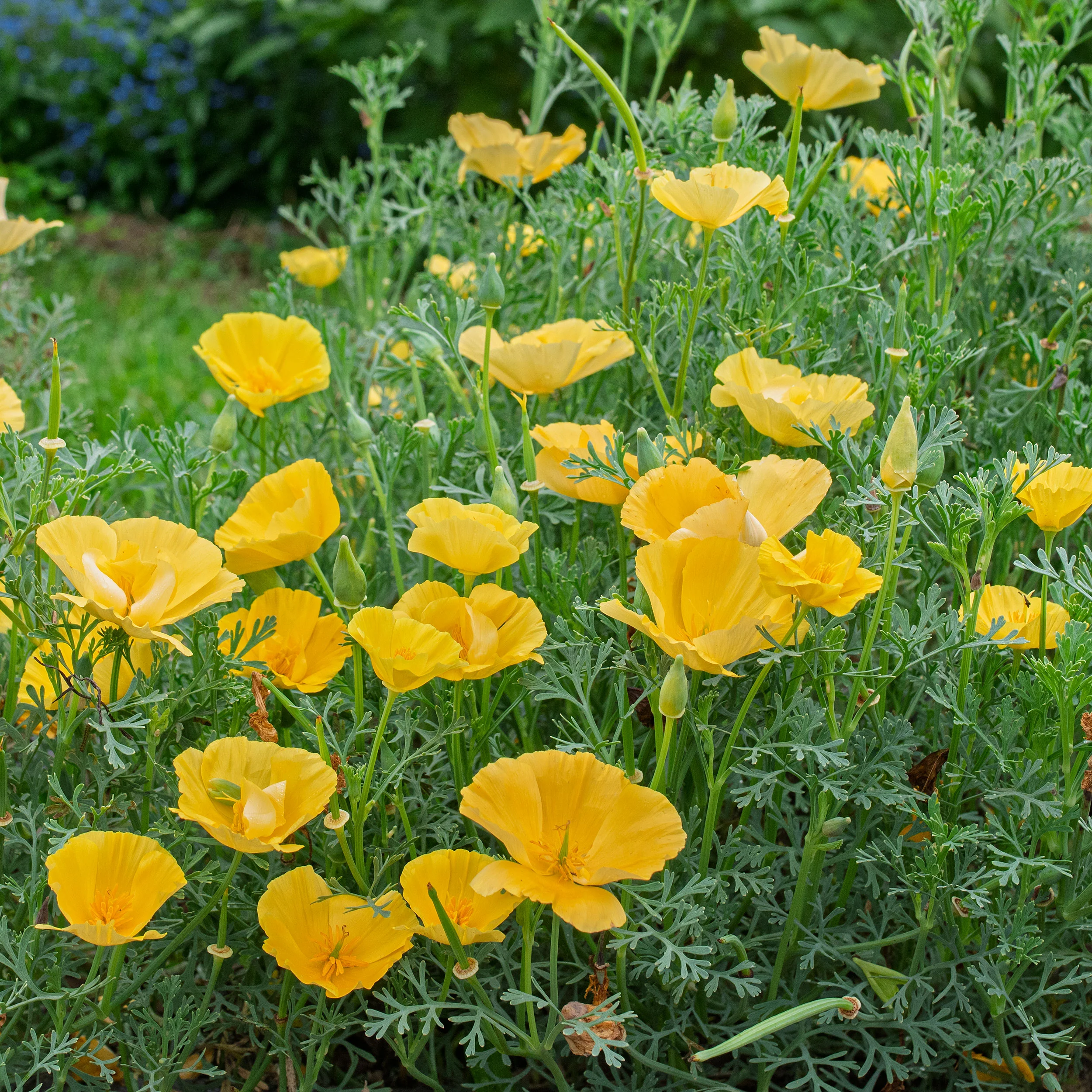 California Poppy 'Butter Bush' - Image 2