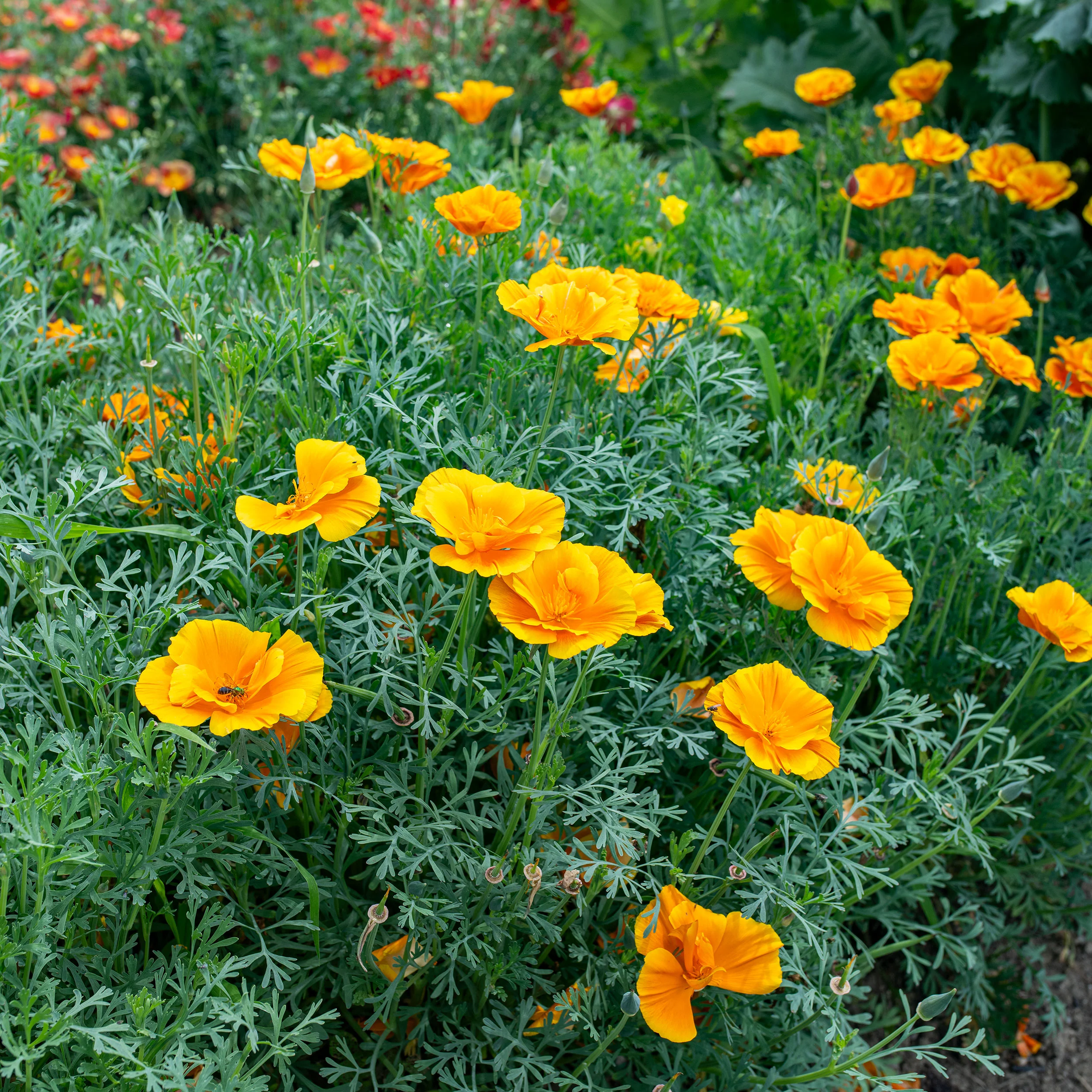 California Poppy 'Lady Marmalade' - Image 3