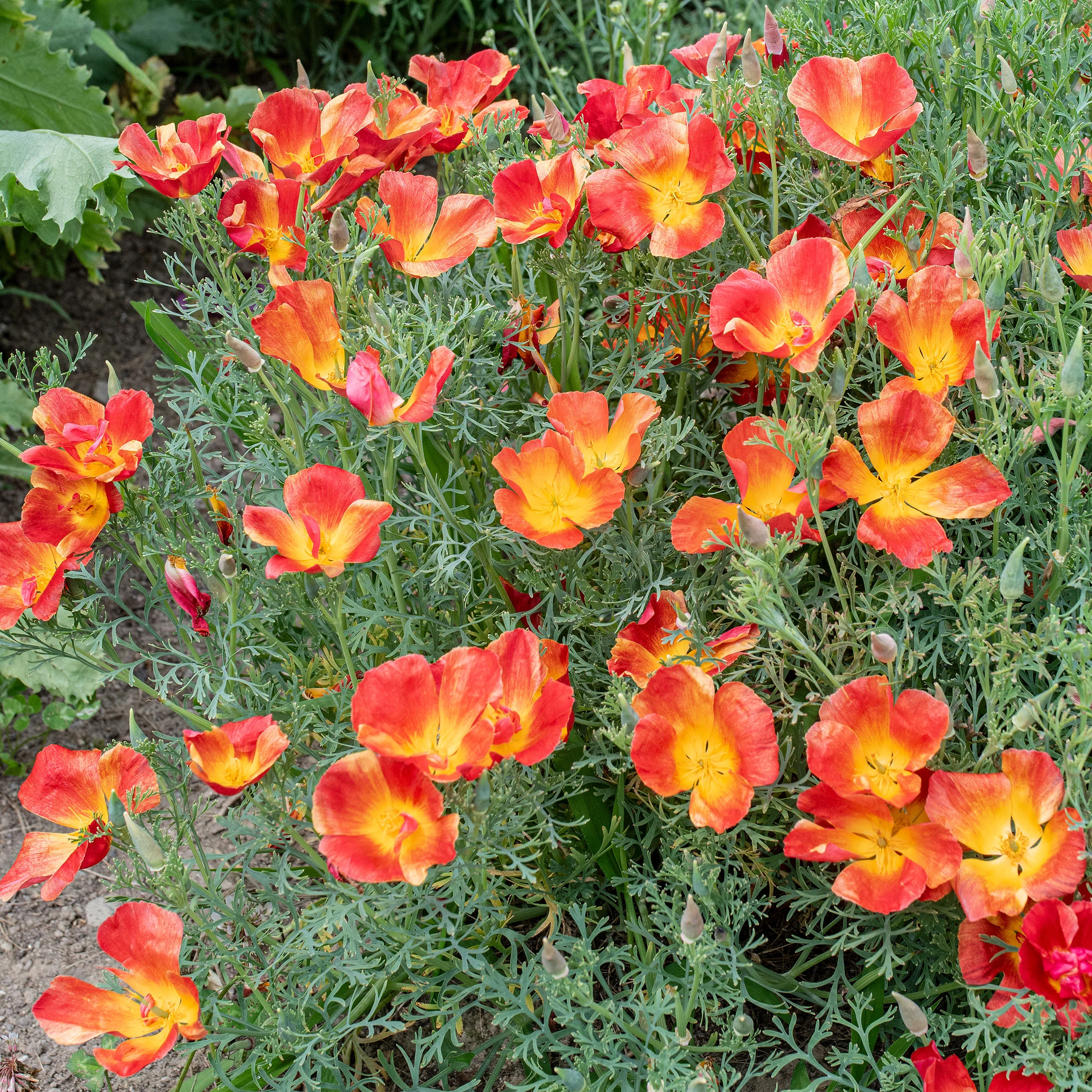 California Poppy 'Strawberry Fields' - Image 2