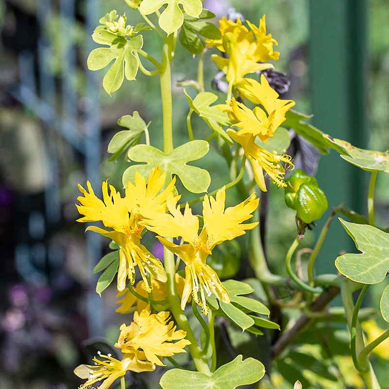 Canary Bird Flower - Image 2
