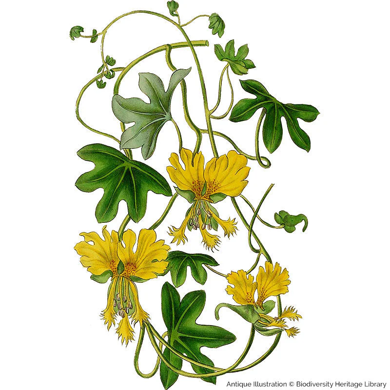 Canary Bird Flower - Image 3