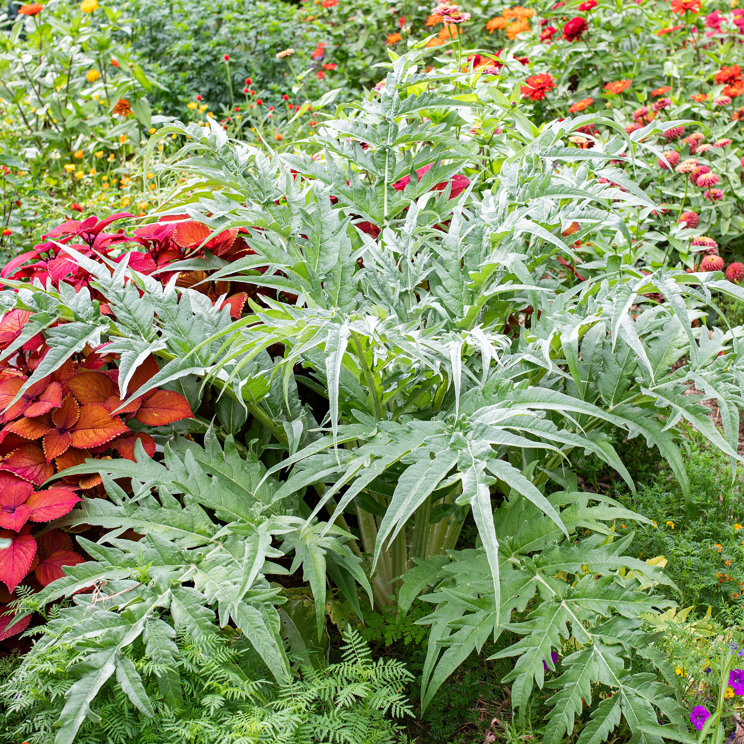 Cardoon - Image 2