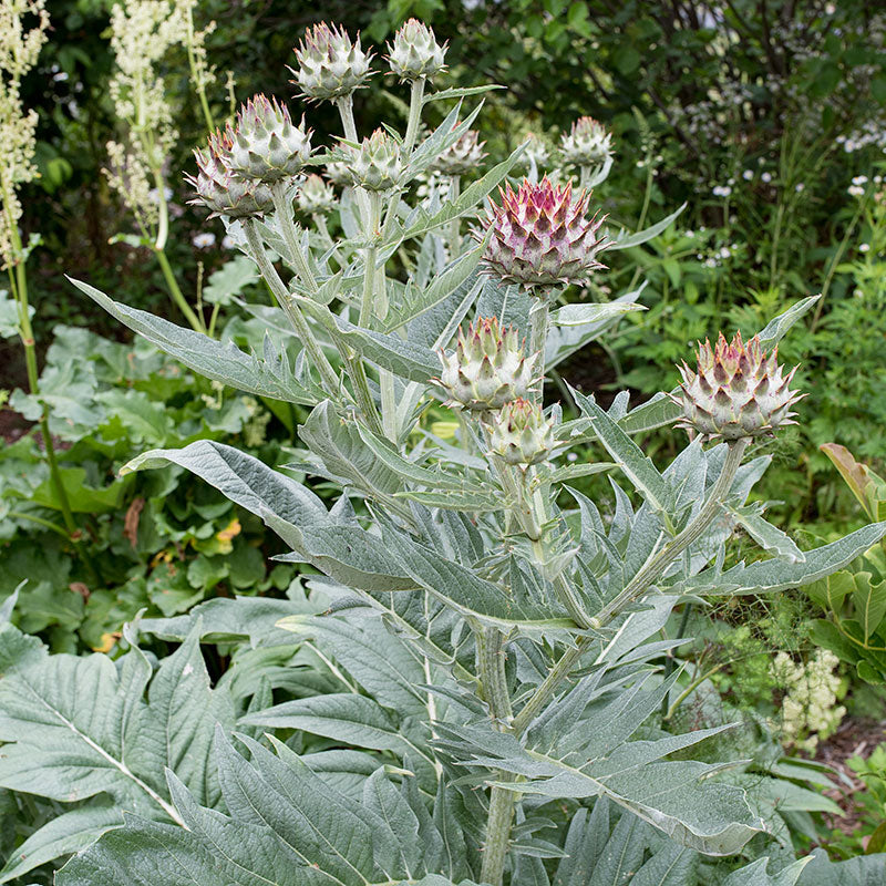 Cardoon - Image 3