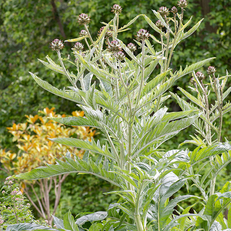 Cardoon - Image 4