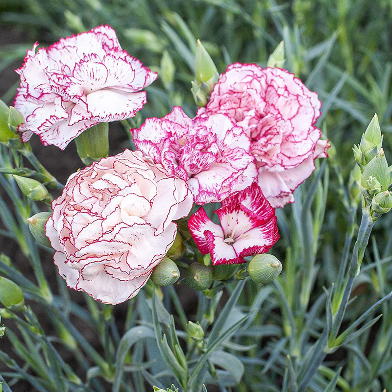 Carnation 'Chabaud Giants Benigna' - Image 3