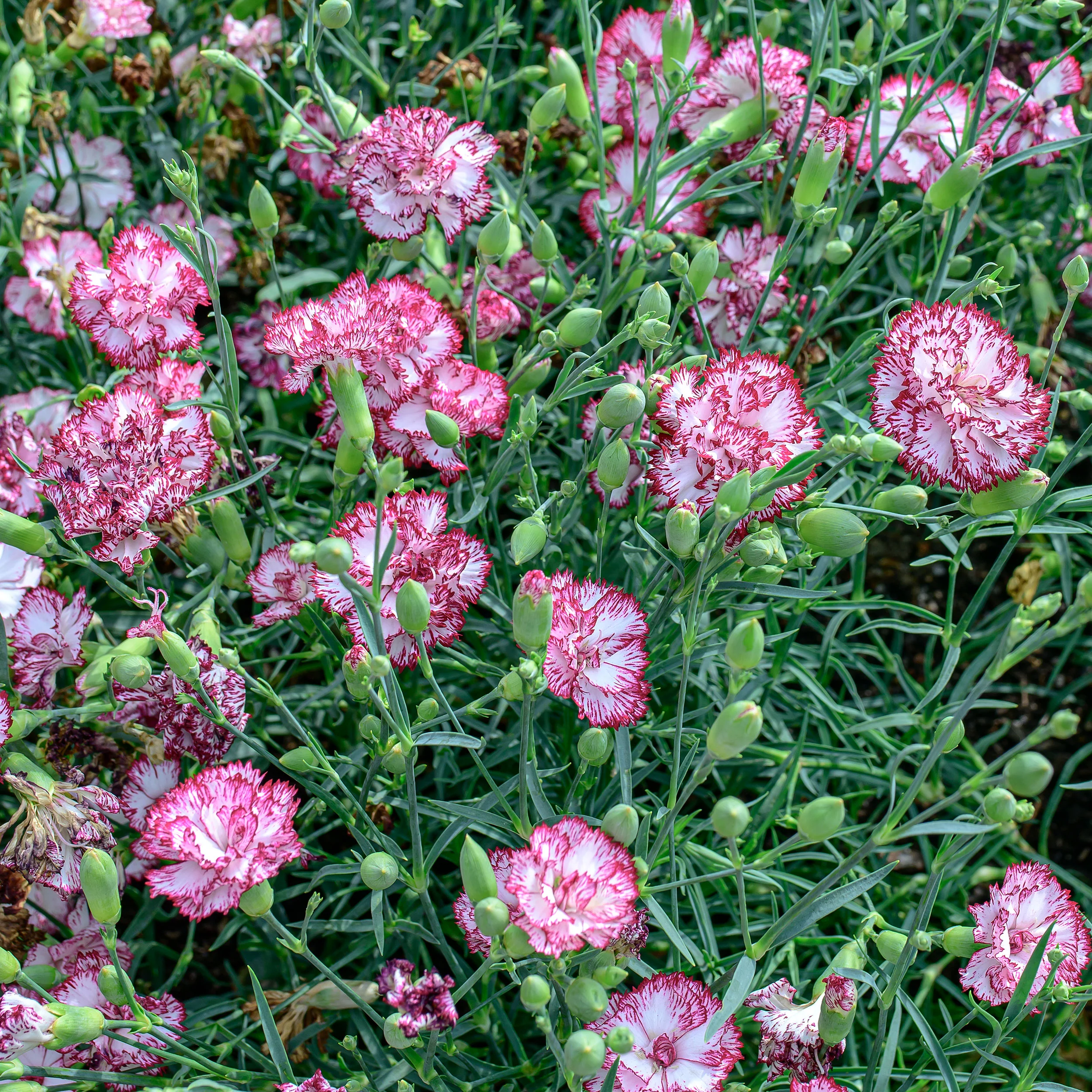 Carnation 'Chabaud Giants Benigna' - Image 4